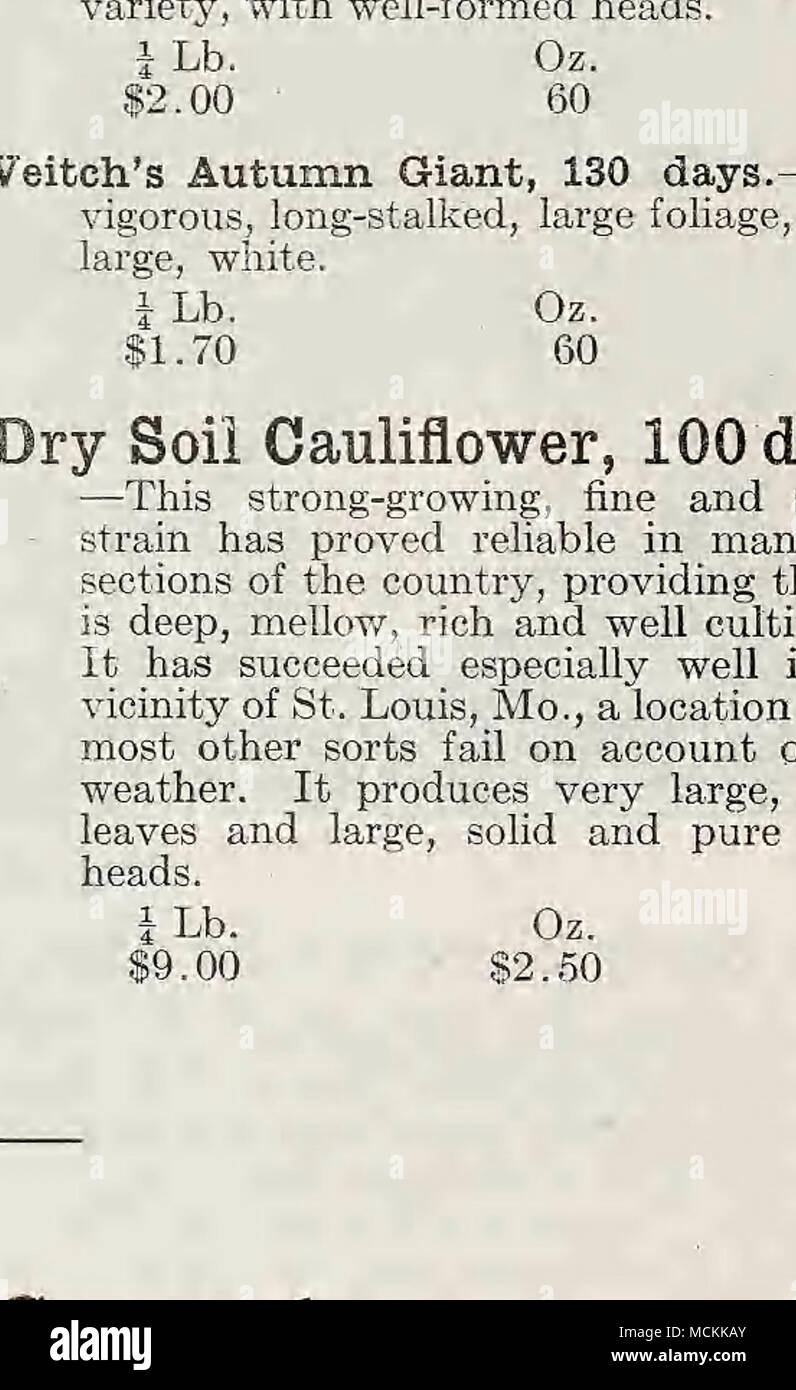 . Landreths' hiver vert Golden-Yellow Self-Blanching ou Paris d'or vert Landreths' hiver.-Large, soUd, extrêmement tiges épaisses. ^ Le tri plus productifs qui peuvent être cultivés et meilleure variété vert 10,00 $ 2,75 80 10 plume blanche, 100 jours.-auto-blanchiment dans une grande mesure. Par conséquent parmi les premiers prêts pour la table. Très souhaitable comme un premier tri. Pas de stram supérieure à celle que nous offrons 3,75 1,00 40 10 Coeur d'or, 120 jours. sorte de voyante-quahties excellent. Solide, de fine saveur et un bon gardien, et, comme son nom l'indique, la possession lorsqu'une teinte jaune ou blanchies teinte or 2,40 80 25 Banque D'Images