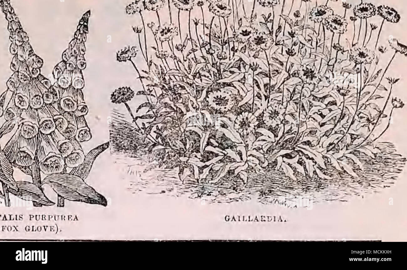 . 1'OItTUl.ACA. Prire par^ivkel J', j'Matbiola âPurido,annua purpurea. 1 pied, Mathiola annua var.-couleurs mélangées. M.Ifoot atbiola âBlood,annua rouge. 1 Matbiola pied annua.-jaune. 1 Matbiola pied annua. Â D w a r f blanc. 1 pied de la période de dix semaines de stock ou Gilly Flower est un demi-hardj" annuel, beau- tiful et parfumé. Semer sous verre ou sur la frontière chaude au début de printemps, et repiquage à sol riche. Simplicaulis Mathiola, var- â '''être Brompton stock est une bi-annuelle ou bisannuelle- jier, belles couleurs et nuances de couleurs. Il augmente plus liranebing que tho de dix semaines à l'inventaire. Semez en Jlay, et quand à propos de Banque D'Images