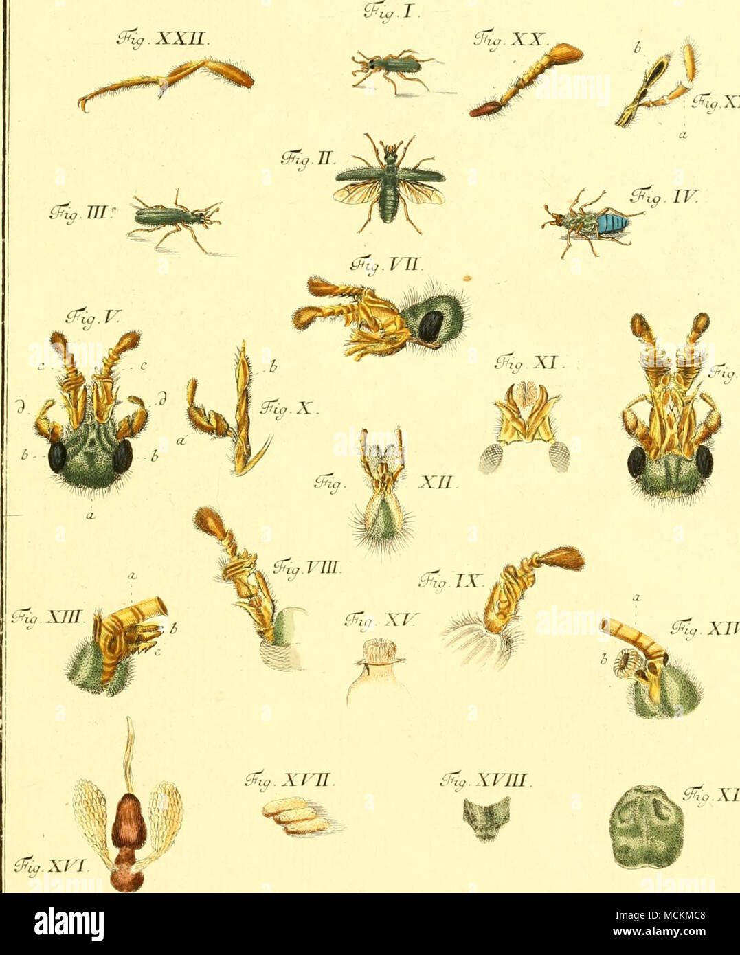 Gzq c Amp Lq Xvi B Z Pf F Xg Ka L R 0 Raztfnsr Errmib Jcj Photo Stock Alamy