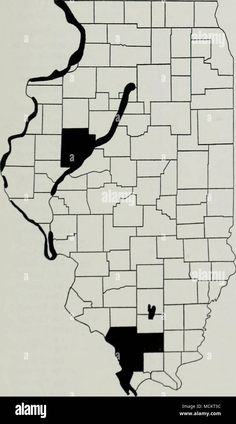 . Région de la rivière Mississippi a été recensée pour seulement 3 ans (1980-1983). et seule la région de la rivière Kaskaskia avaient moins d'inventaires. Les valeurs de la densité estimée de pygargues à tête blanche de la rivière par mille et par mille carré de terres humides, pour les régions de l'inventaire du Mississippi et de l'Illinois rivières étaient supérieur du Mississippi, 1,38 et 0,96 ; 0,46, Mississippi central supérieur et 0,36 ; centrale inférieure du Mississippi, 0,48 et 0,34 ; bas Mississippi, 0,24 et 0,20, 0,20 ; la région de l'Illinois Central et 0,47 ; il- linois, 0,67 et 0,47, et l'Illinois inférieur, 0,56 et 0,49. Moins de pygargues à tête blanche ont été observés en Banque D'Images