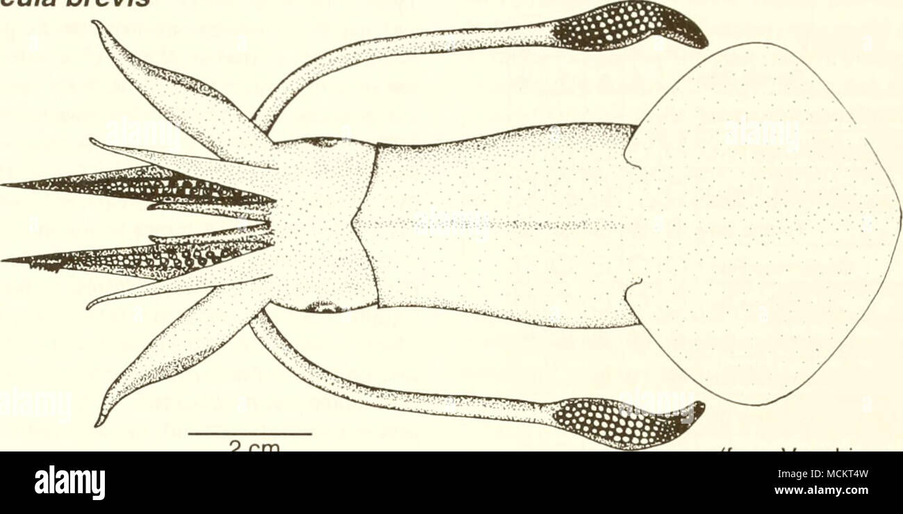 . 2 cm (de Vecchione et al. 1989) Nom commun : bay squid Nom scientifique : Lolliguncula brevis Autres noms communs : Atlantique bref squid (Turgeon et al. 1988), thumbstall squid (Andrews, 1981) ; bref, le calmar calmar court, moins le calmar (Bane et al. 1985) ; les calmars du golfe (1962) et composer Dillion ; calmar doigtier (français), calamar grot (Espagnol) (Fischer 1978). Classification (Turgeon et al. 1988) : Phylum Mollusca Classe : Ordre : Teuthoidea Cephalopoda Famille : Loliginidae commerciaux valeur : la baie squid a été négligé comme ressource de la pêche, principalement en raison de sa petite taille (Hixon, 1980b). Le l Banque D'Images
