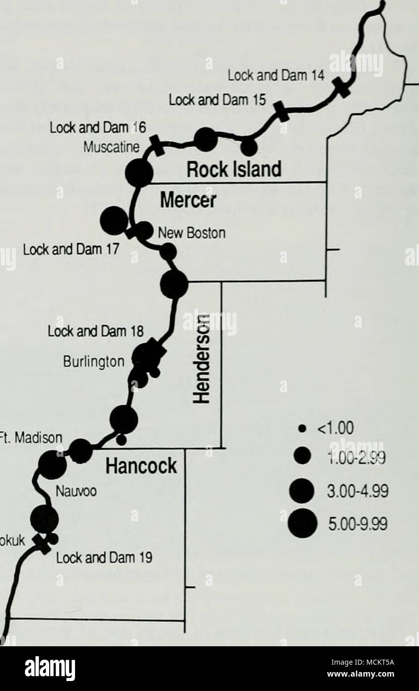 . Ft. Madison Keokuk â ¢ <1,00 â ¢ 1.00-2.99  % 3,00-4,60.99 Une 5.00-9.99 Fig. 11.-lo nombre moyen par invciitorv tDunled le pygargue à tête blanche al tcn.zone sus.s dans le Lpper (Central Mississippi River Région. 1972-1986. En janvier 1985, de 1973 à 1986, et au cours de février à avril de 1980 à 1985. Les tendances saisonnières dans eagle numéros dans la région de la rivière Mississippi central inférieur sont indiquées à la Figure 80 ^^ 260 240 220 200 160- 3- LES IMMATURES Â Â ¢ - TOTAL Banque D'Images