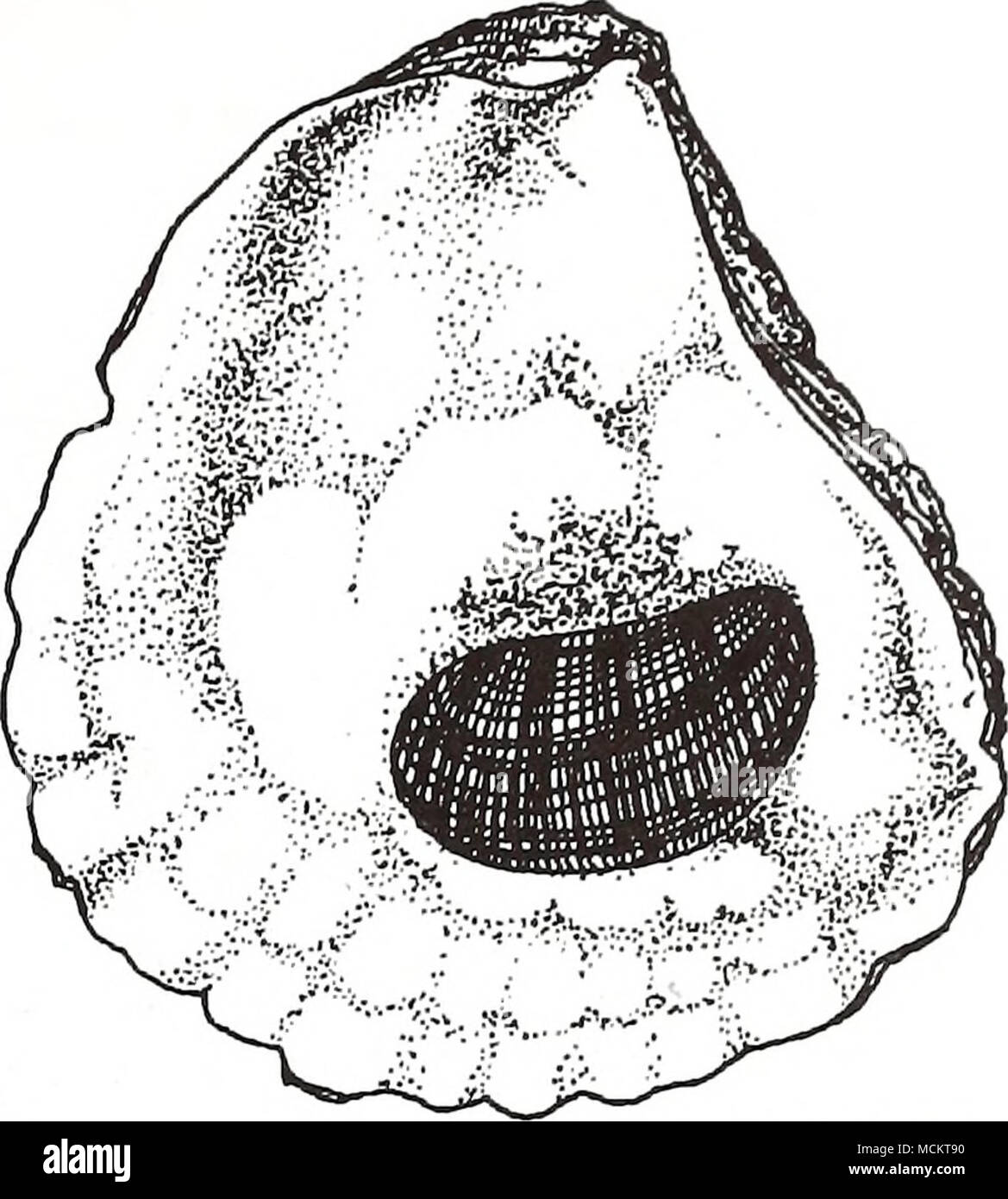 . (1964) de Galtsoff Nom commun : Nom scientifique : l'huître américaine Crassostrea virginica Autres noms communs : l'huître creuse américaine (Turgeon et al. 1988), l'huitre creuse (coté français), ostion americano (Espagnol) (Fischer 1978). Classification (Turgeon et al. 1988) : Phylum Mollusca Classe : Bivalvia Ordre : Ostreoida Famille : Ostreidae commerciaux Valeur : l'huître américaine a toujours soutenu une pêche d'une partout dans le golfe du Mexique (Stanley et Ventes 1986). En 1993, 15 241 tonnes métriques (tm) de la viande de l'huître d'une valeur de 86,7 millions de dollars ont été débarqué aux Etats-Unis, et le golfe regio Banque D'Images