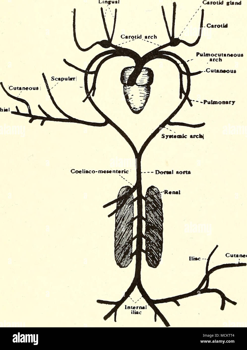 . I. La glande carotide l^hyrold^ carotide glande IB M JE Ungual Pulmocuuneous Pulmocutanaous la glande carotide arch V^^  ** - arch / arch carotide ^^^- - de la carotide. Cutaneout ^^--CutUMOut ^.-tXi - Pulmonaire |occipito-vertehral Jy X *6*- Chania - sous-clavière  pulmonaire pulmonaire....(UNE Syataroic Coellaco-M arch mésentérique Banque D'Images