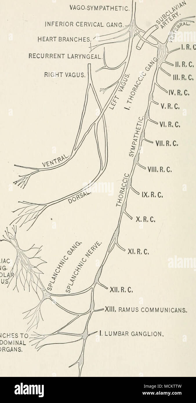 . Succursales / filiale d'organes abdominaux. XII. R.C. XIII. RAMUS COMMUNICANS. Lombaire .GANGLION. Fig. 6 - Diagramme d'titf. Vagv^ et sympathiques. Banque D'Images