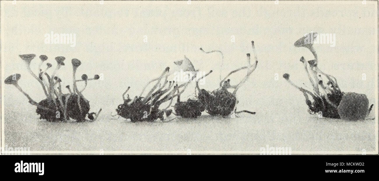 . Fig. 41.-sclérotes (le corps noir) de la moisissure cotonneuse-développer des apothécies (le trnmpet-façonné, toadstool]protuber ike- ances) dans laquelle les spores du champignon sont produits à la surface du sol. (Grandeur nature.) (à partir de la poste Cir. 118.) seulement sont infectés par les spores développées à partir de sclérotes dans le sol et soufflé par le vent. Le champignon peut devenir très abondante et tuer presque toute sorte de plante à certains endroits ou zones de sol où il y a beaucoup d'humidité et la végétation dense, mais ce n'est pas toujours persister assez longtemps pour attaquer d'autres plantes qui poussent plus loin dans le Banque D'Images
