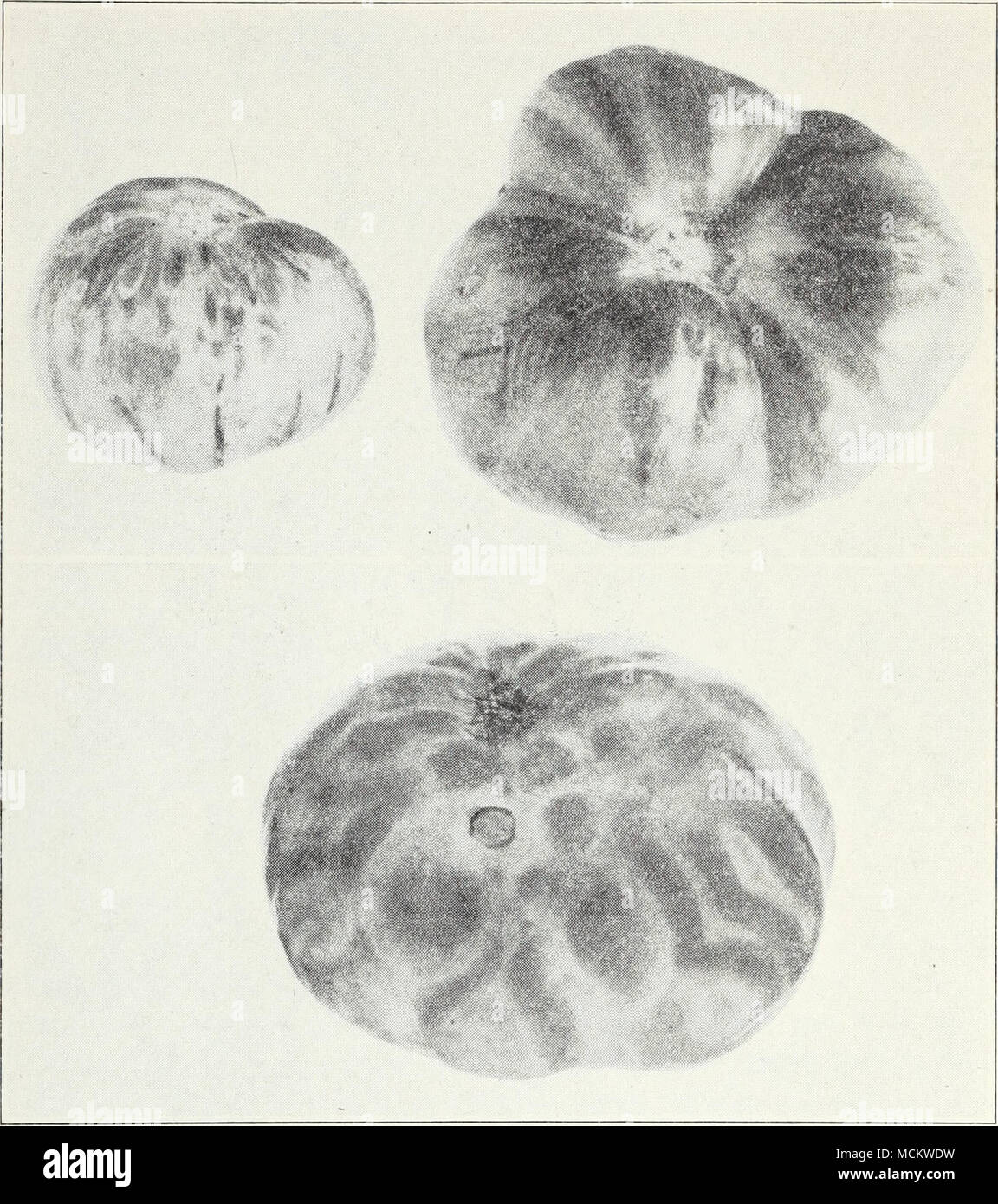 . Fig. 39.-spotted wilt de tomate. (À partir de la poste Cir. 104.) orteils par le retard et l'assassinat de plantes et d'une réduction de la taille, de la qualité et production de tomates. Marché, voyage, et conserver les variétés sont suscepti- ble. Beaucoup d'autres hôtes sont attaqués par le même champignon Verticillium, alho-atrum, qui cause d'abricots, coeur noir tige bleu de raspber- ries, et d'importantes maladies des fraise, pomme de terre, et le coton. Le chef de l'espoir de combattre cette maladie dans les tomates est de variétés résistantes. Le problème est compliqué par le fait qu'une autre grave Banque D'Images