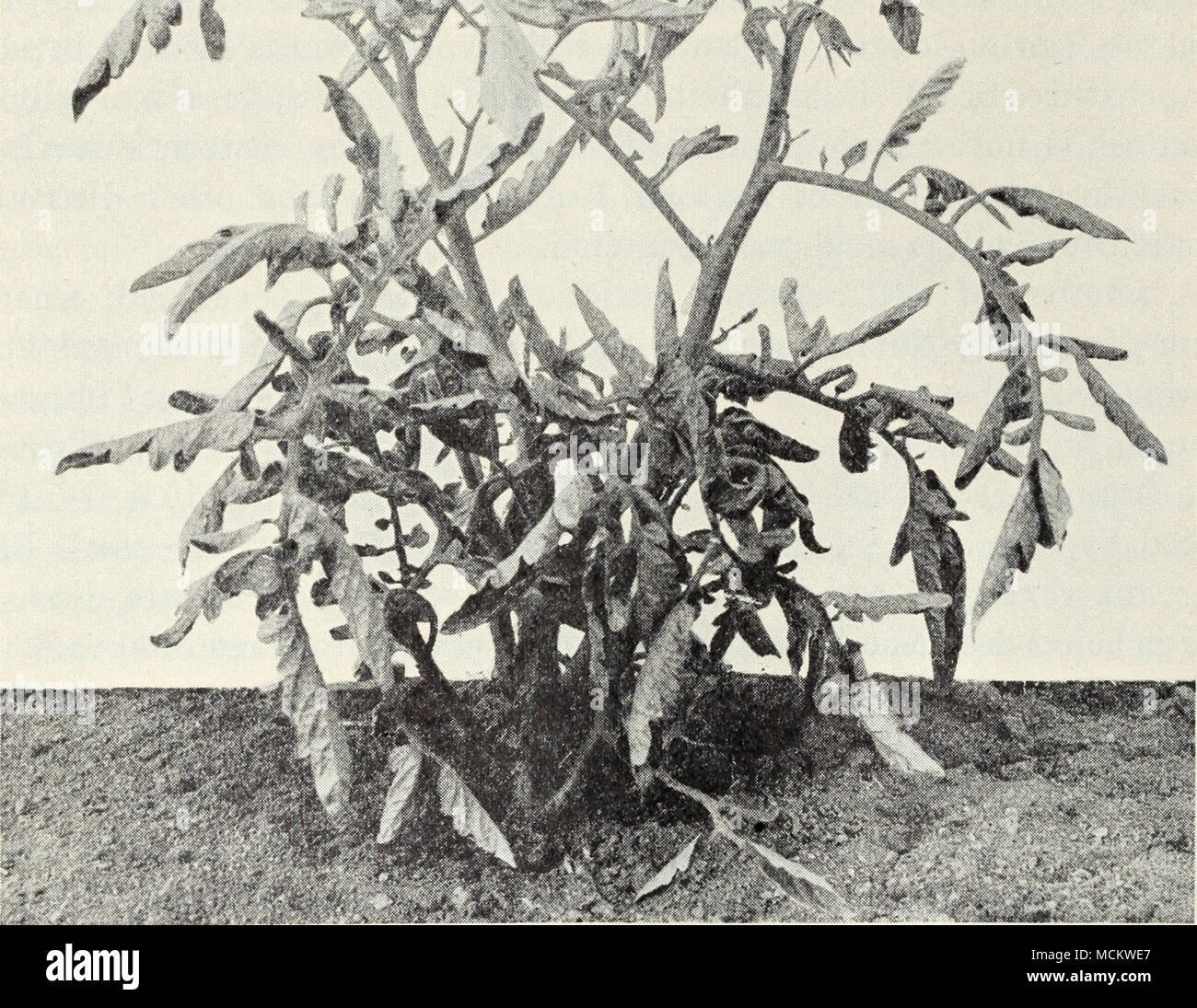 . Fig. 37.-Tomato curly top. (À partir de la poste Cir. 66.) trop grande. Pas de bonnes variétés résistantes sont disponibles à l'heure actuelle. La tomate Groseille est résistant à ce sujet et plusieurs autres maladies mais n'est pas une bonne variété de nature commerciale ; elle est utilisée comme base de l'élevage. La fonte des semis.-Les jeunes plantes dans la pépinière et meurent souvent effondrement, la pourriture des tiges juste au niveau du sol. Le problème commence par endroits ici et là dans le lit, et, si les conditions sont favorables, peut se propager rapidement à travers le sol et de tuer de grandes zones de plantes. Les threads de tout champignon Weblike de plusieurs champignons peuvent être Banque D'Images