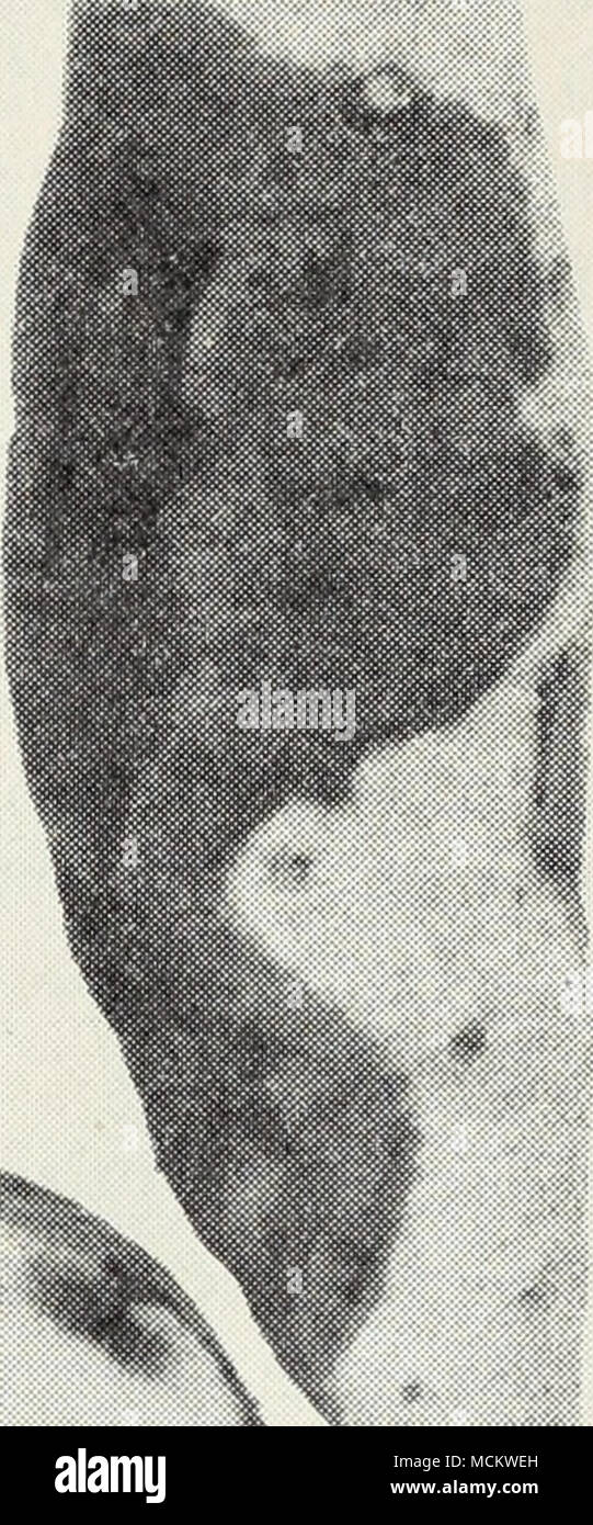 . Fig. 33.-pourriture noire de la patate douce. jetées à creuser, le tri, l'expédition, ou la plantation. Pour prévenir cette maladie, les pommes de terre de semence doivent être traités comme décrit plus loin pour la pourriture de la tige. Root-Knot Nématode.-ce nématode, Heterodera marioni, causes de nombreuses petites galles des enflures ou à se développer sur les racines et n'entrave la croissance des plantes. Ce ravageur, le jardin commun nématode, est souvent très abondants et complexes sur de nombreuses cultures différentes à la lumière, un sol sableux sur lequel les patates douces sont généralement cultivées. Le maillot jaune variété est beaucoup moins affecté par le nématode de Nancy Hall. Banque D'Images