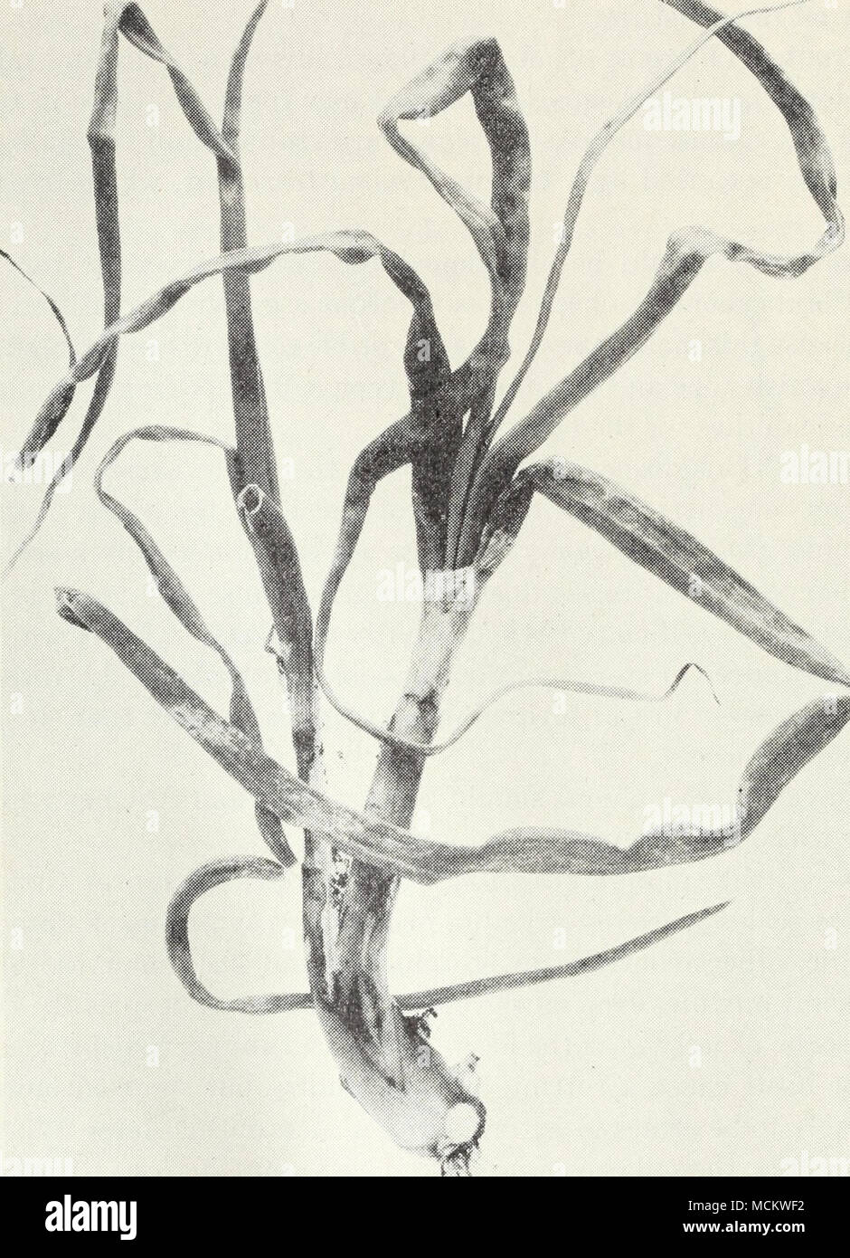 . Fig. 27.-Onion yellow dwarf. ment sur le semoir, à l'aide d'une solution de 1 litre de formol commercial à 8 gallons d'eau. Le coût total s'élève à environ $3 l'acre. La pourriture des racines du sud. - Les plantes peuvent être attaquées et pourrissaient off près de la surface du sol par un champignon blanc ou le moule, Sclerotium Eolfsii, dans lequel sont vus de nombreux petits organismes, sur la taille et la couleur Banque D'Images