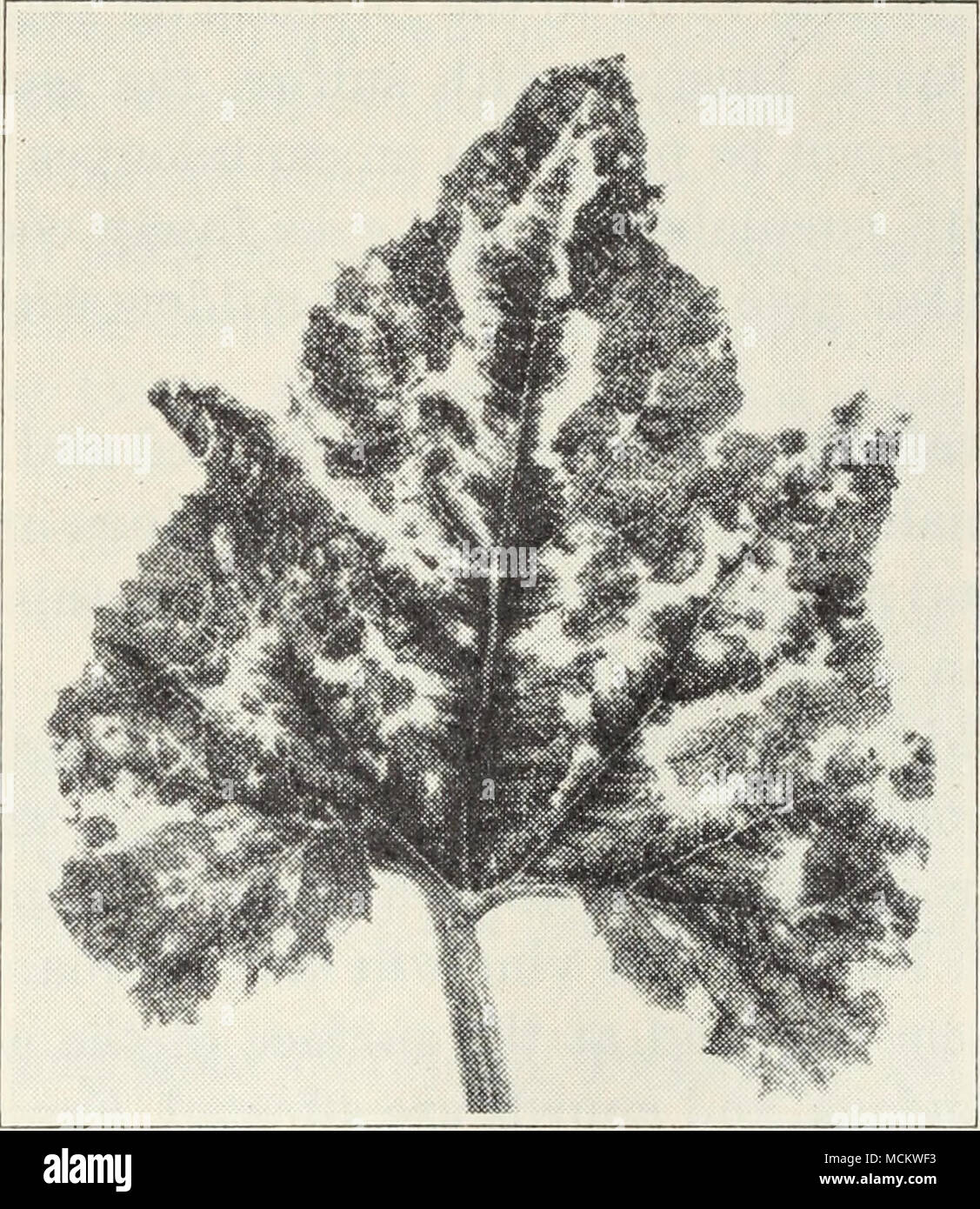 . Fig. 24.-mosaïque de squash. Colletotrichum lagenarium, le melon peut également être repéré, et peuvent commencer à pourrir. Le nom "rouille" est parfois appliqué à la brûlure des feuilles, ou la tache alternarienne, Macrosponum ciicumerinum causés par, mais il n'y a pas de véritable rouille sur les cucurbitacées. Aucun de ces troubles se produisent dans les vallées de l'intérieur de la Californie, mais ils ne sont pas inconnus dans les districts de la côte. La pulvérisation complète avec 4-4-50 bordeaux mélange (p. 100) dès qu'on voit l'apparition de taches sur les feuilles est recommandé pour le contrôle de toutes ces maladies. Mosaïque.-Les jeunes feuilles des plantes sont mosaïque étourdir Banque D'Images