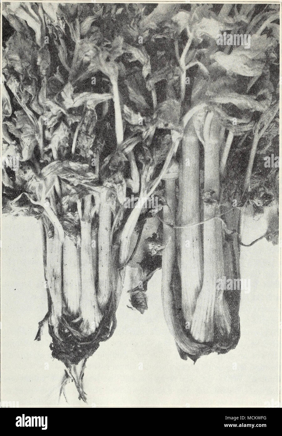 . Fig. 17.-pourriture des racines de céleri. Banque D'Images