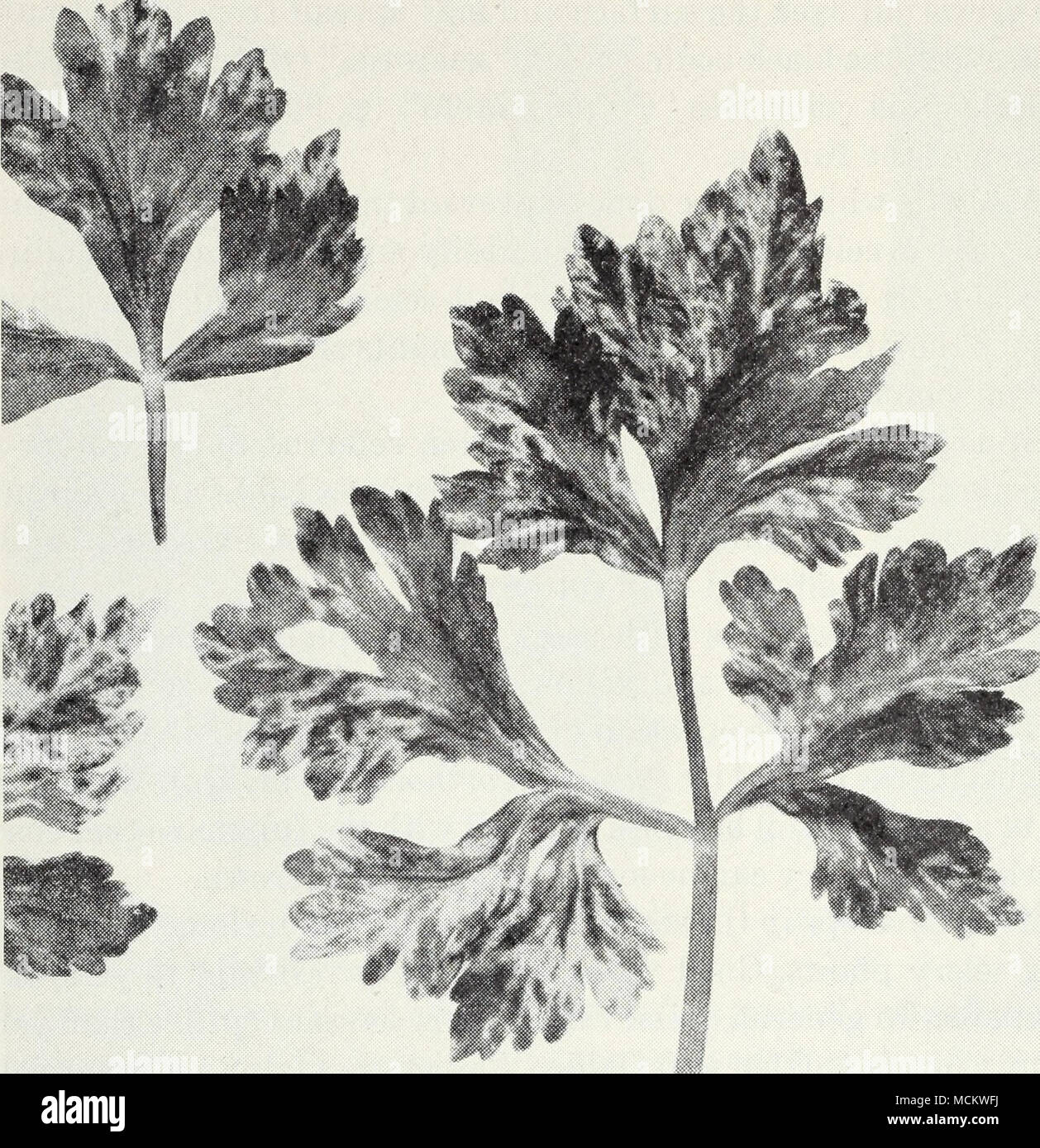 . Fig. 16.-Ouest le céleri mosaïque. fonia, y compris ceux appelés "calico", "tache jaune" et "Ring spot", ainsi que la jaunisse de l'aster (p. 29) et spotted wilt (p. 33). Ces sont beaucoup moins important que dans l'ouest le céleri mosaic, qui est une maladie grave dans la plupart des districts de céleri de l'état. La pulvérisation pour contrôler les pucerons peuvent aider à prévenir la propagation de la mosaïque. À cette fin, la nicotine peut être ajouté à l'utilisation des pulvérisations de l'épi (p. 30). Dans une partie de l'état, le contrôle de la mosaïque a été tentée par la création juridique d'une "période sans céleri&q Banque D'Images