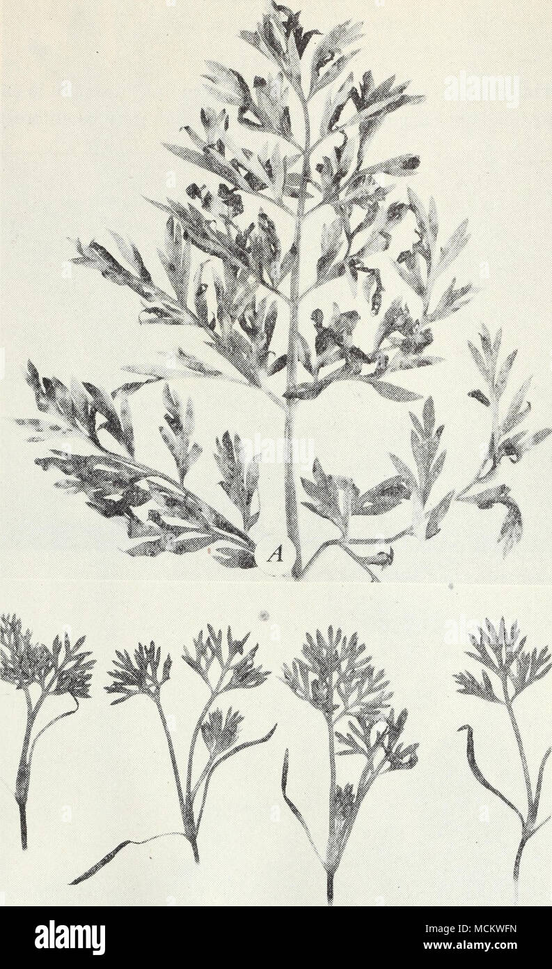 . B Fig. 13.-Fin (Macrosporium) bactérien de la carotte : A, sur feuilles à maturité ; B, sur les cotylédons de très jeunes plantes. Banque D'Images