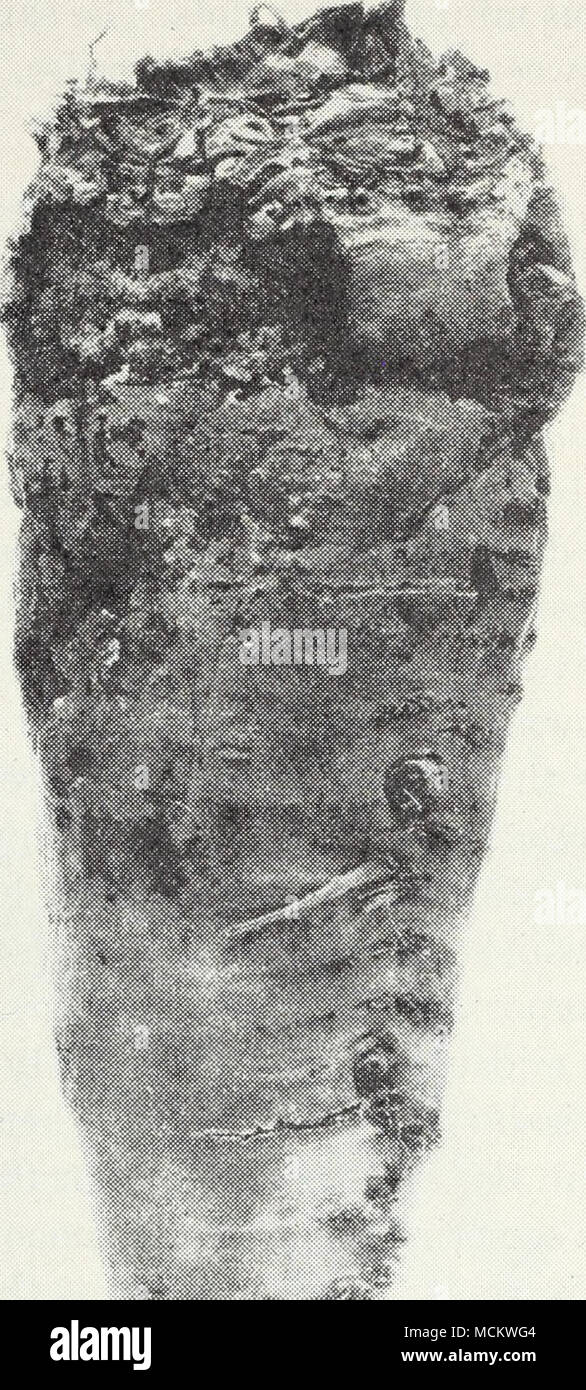 . &Gt ; * %i r f ^^ Fig. 7.-la pourriture charbonneuse de betterave à sucre. Les hôtes, voir "Curly Top" (p. 91). Curly top est un très sporadique.dis- facilité, étant très abondante et destructrices et encore quelques années, presque absent. La cause de la maladie est un virus. En règle générale il est plus commun dans les vallées de l'intérieur plus chaud et moins de problèmes dans les districts de brume fraîche près de la côte. Ces faits s'expliquent par les habitudes de la feuille de betterave- Banque D'Images