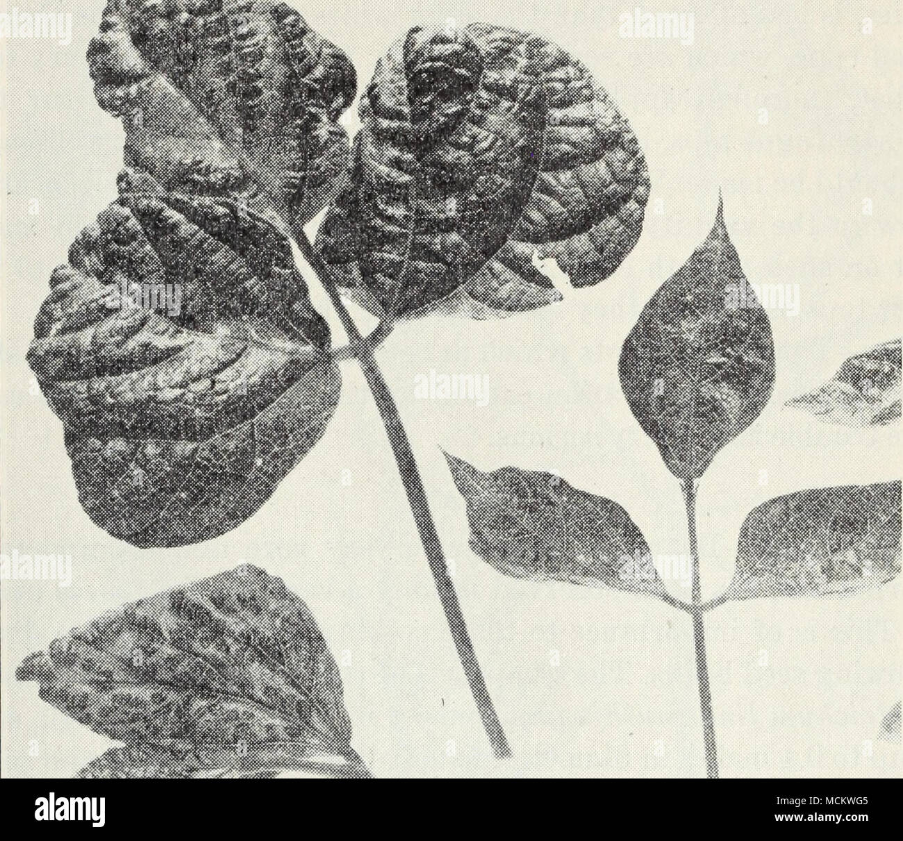 . .M4^y'. Fig. 3.âBean mosaïque. haut de betteraves (p. 15) et est transmis par le Beet leaf hopper, Eutettix tenellus. Il n'est pas souvent graves sur les haricots en Californie. Le mildiou.âA white, le moule (Phytophthora phaseoli) parfois se développe sur les gousses de haricots de lima, ainsi que dans les jeunes pousses et des fleurs, et se déforme et les cascades. La maladie s'effectue à l'intérieur de la semence. Cette maladie a été signalée en Californie au début de fois mais n'a pas été Banque D'Images