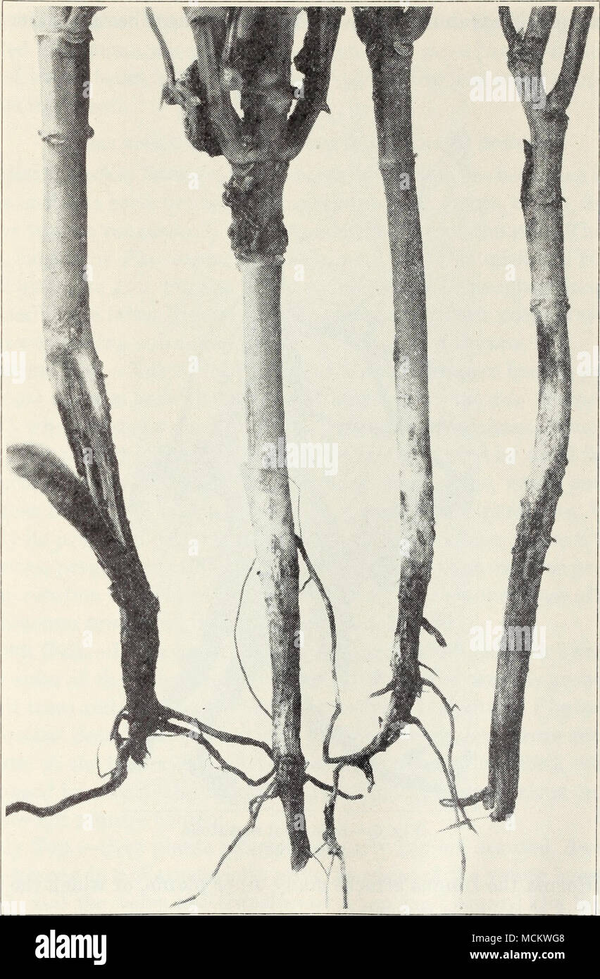 . Fig. 5.-Eliizoctonia la tige de haricot. v est d'une certaine valeur dans la commande mais n'a jamais été tout à fait satisfaisant. Les semenciers proposent désormais des souches résistantes à la rouille du Kentucky Wonder et d'autres variétés de haricots. C'est la méthode de contrôle la plus satisfaisante. Banque D'Images