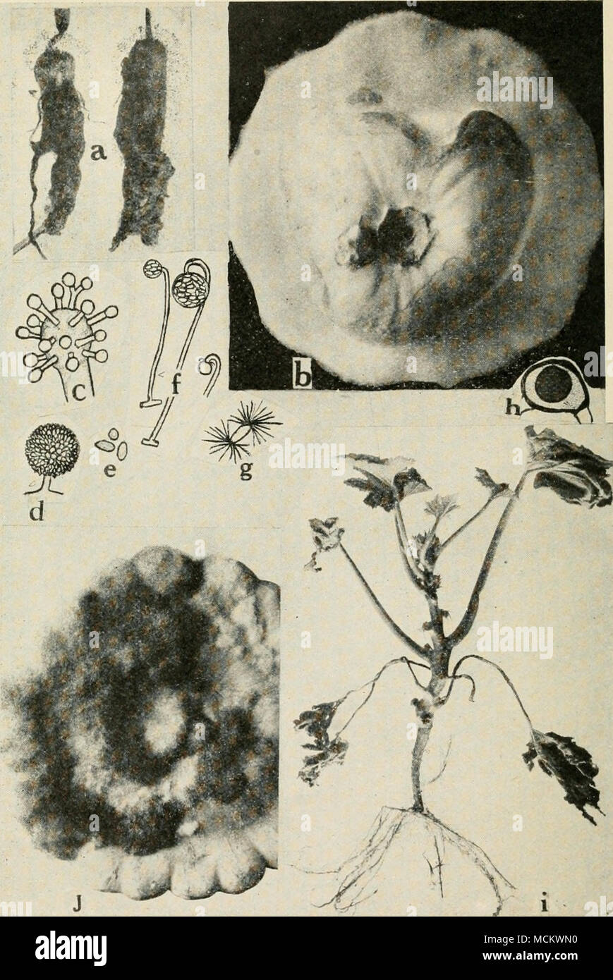 . Fig. 41. Squash Maladies. a. Montrant le squash blossoms envahi par le champignon Choanophora cucurbitarum, b. squash entièrement pourri par le champignon Choanophora, c. young de conidiophore Choanophora ramuli avec le développement sur la vésicule primaire, d. mature capitule couvert d'une couche de conidies, e. les conidies, /. sporanges et Columelle, g. sporangio spores avec touffes de poils des appendices, h. mature (", c. zygospore à / ;. Après Wolf), i. Pusarium wilt de jeunes plantes, squash./. Moisissure chevelue. Banque D'Images