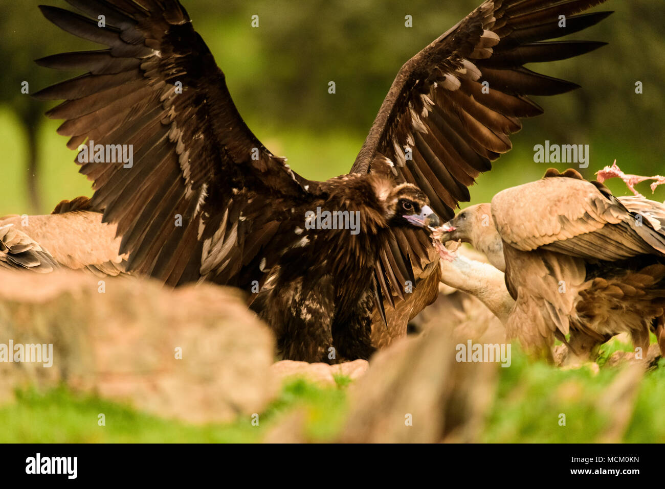 Urubu noir (platycnemis monachus) a ouvert les ailes, le plus gros oiseau de proie d'Europe. Banque D'Images
