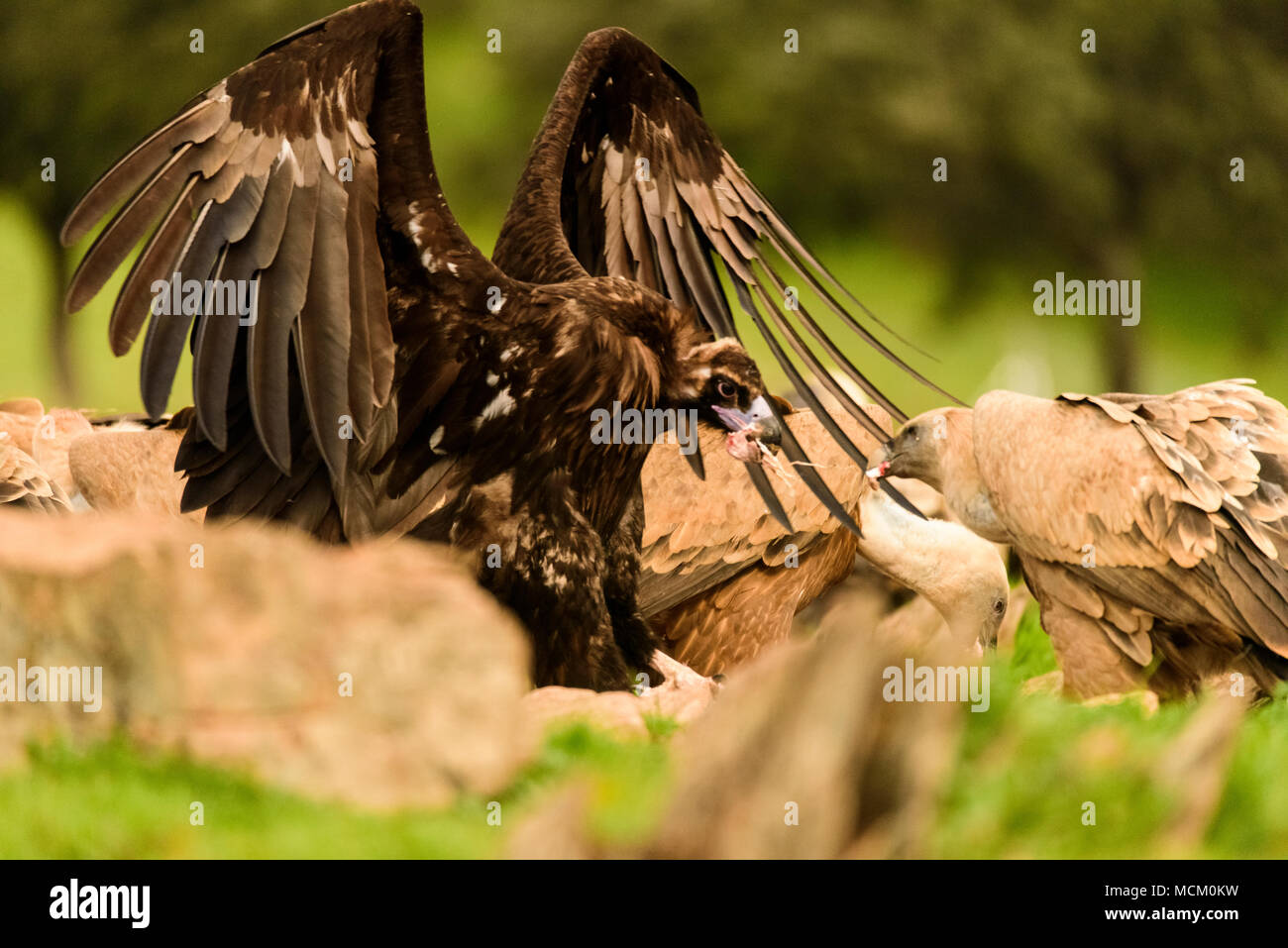 Urubu noir (platycnemis monachus) a ouvert les ailes, le plus gros oiseau de proie d'Europe. Banque D'Images