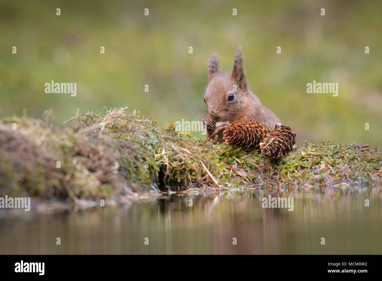 Une vue en gros plan d'un écureuil rouge manger une noix au bord d'une petite piscine Banque D'Images