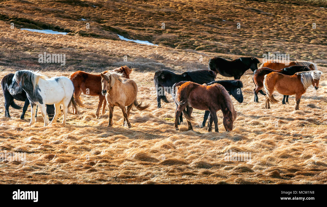 Chevaux Islandais. Groupe de chevaux. Banque D'Images