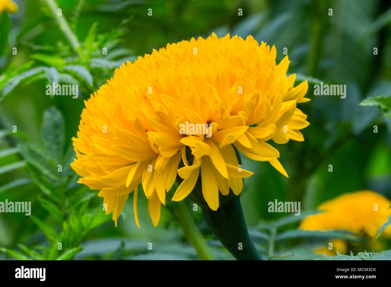 Tagètes jaunes sont en fleurs dans le jardin. Banque D'Images