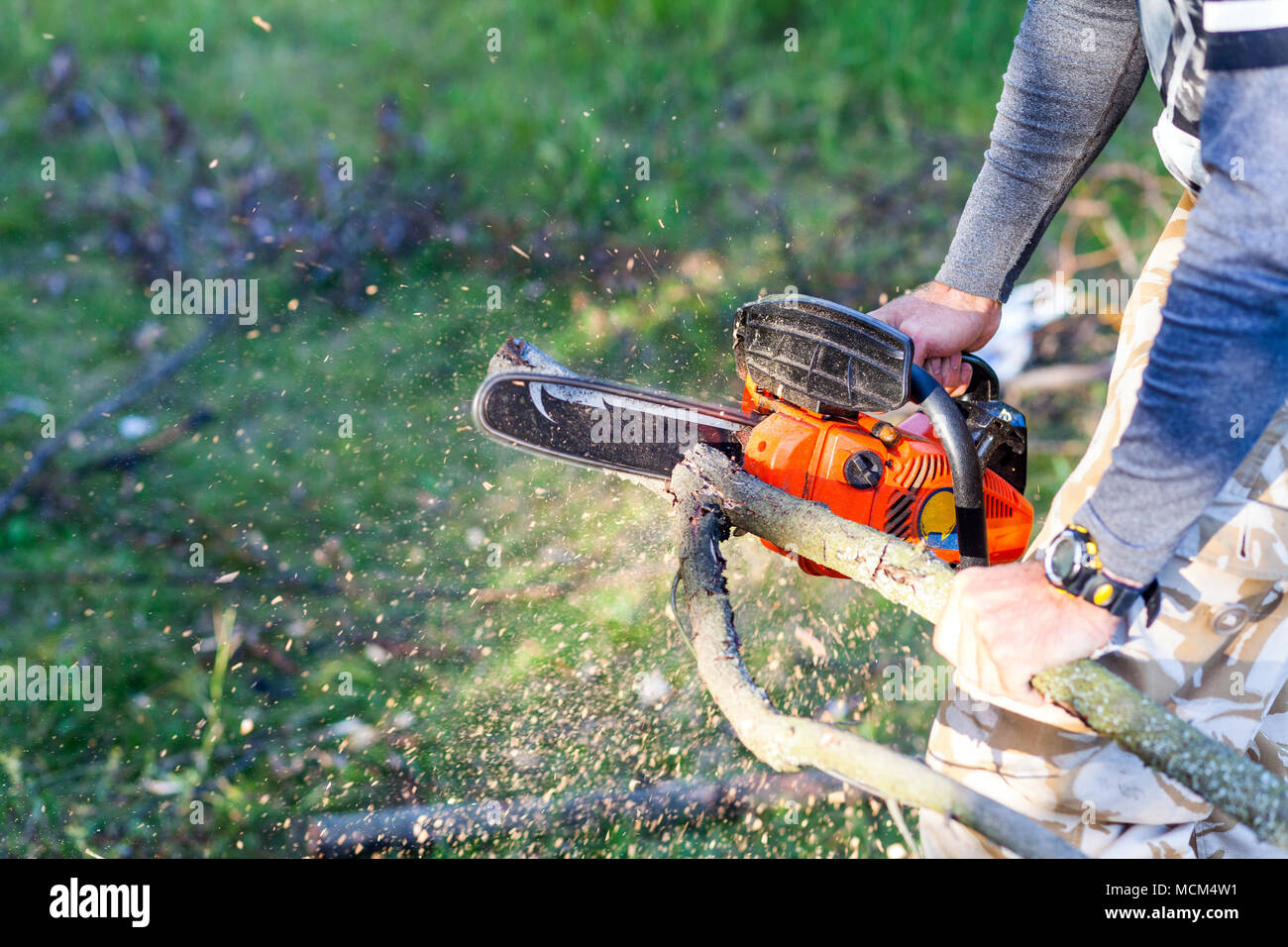 Homme à la tronçonneuse à essence de bois de feu dans les forêts d'arbres Banque D'Images