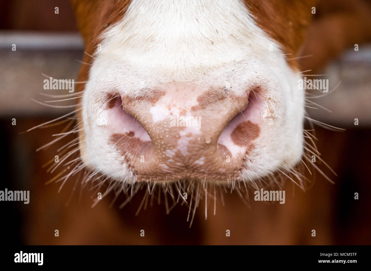 Le museau de la vache, gros plan sur un arrière-plan flou, vache dans le paddock dans farm Banque D'Images