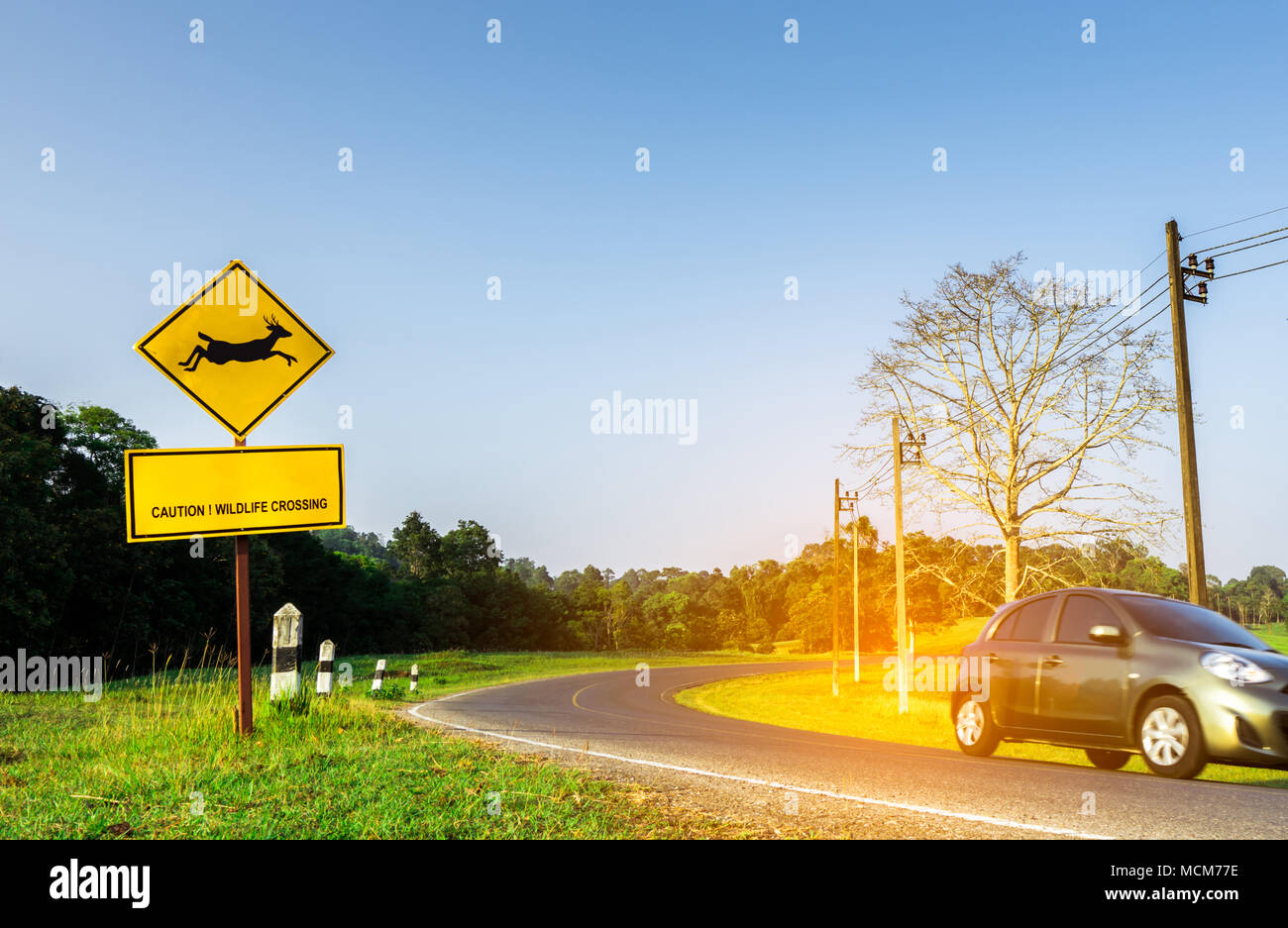 Voiture de l'éco-conduite avec prudence au cours d'un voyage à curve route asphaltée près de yellow signe de la circulation à l'intérieur du saut du cerf signe et m'ont Banque D'Images