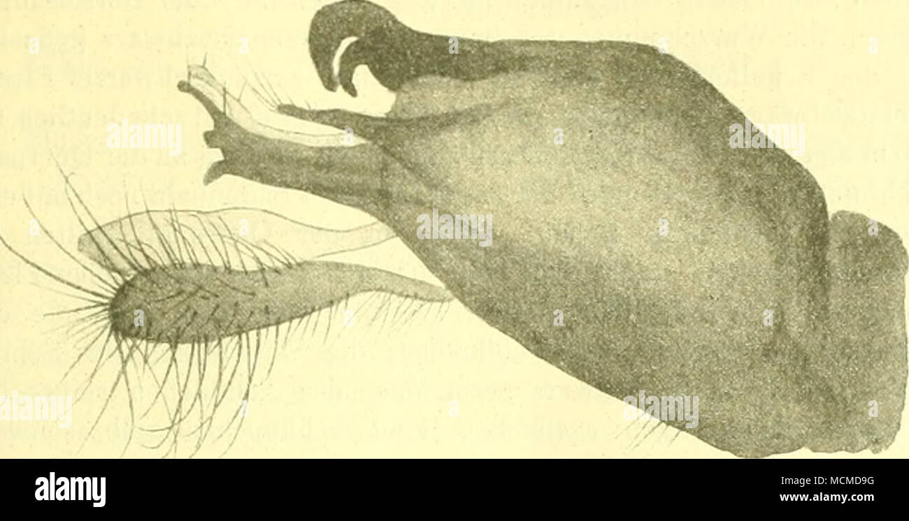 . Fig. 14. Hypopj'g. Pelastoneurux ungnicidatuf^ Aldr. j. 48:1. 34 vagnns Lw. cf Q , N. Beitr. VIII 39 (1881) et Monogr. Dipt. N.Amer II 107(1.S64) et sept Amérique centr. vagrans. Snodgr Aller de l'avant. Californie Ac. Sc. s. 3 Zool. III 278, taf. XXXI, fig. 2, 4, 6 (1904) lMpsus. - 11 Exemplare in der Sammlung. Loewscben Snodgr vagrans.  = vagans Lw. variegatiis Aldr.  = pnnctipen- nis dire. varius à pied.  = pidlpenniR roue. 35 umbrip cfusn/. sp. 9. Am.sept. Diese neue Art ist zwar nur Weibchen als bekannt ist, aber Doch so charakteristisch gezeichnet, dass das zugehörige Männchen- onu schwer wird er- kannt w Banque D'Images