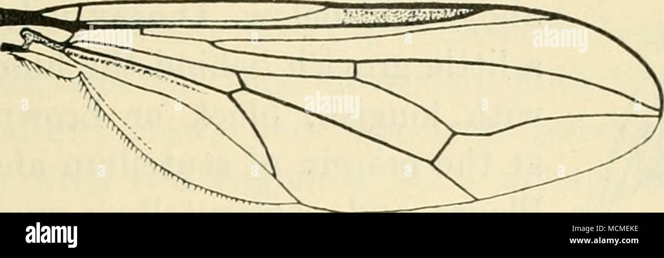 . Fig. 35. Aile de C. pilosa (^ . Des femmes. Frons plutôt étroite, la lumière grisâtre ou gris brunâtre. Thorax gris, terne, avec une bande médiane brunâtre et indications de deux bandes latérales sombres abrégée ; les poils plus courts que dans le mâle. Abdomen brun terne avec des marges postérieures grises pour les segments, déformés vers les côtés et l'occupation de l'ensemble de la marge latérale, dernier segment brunâtre. Hypopygium avec un roimdish, et un bouton de base gris rougeâtre, incurvé, ce qui est plus long ovipositeur de la partie basale et d'épaisseur à la base. Sur les jambes comme dans l'homme, mais plus pâles, tibias et tarses brunâtres plus brown, Banque D'Images