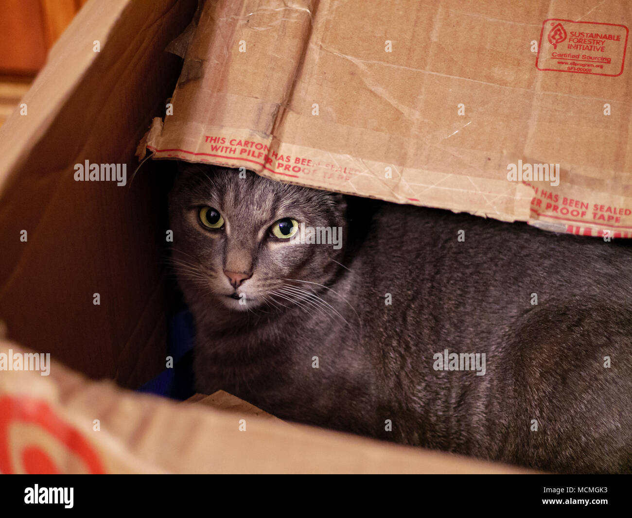 Chat tigré gris dans une boîte en carton. Banque D'Images