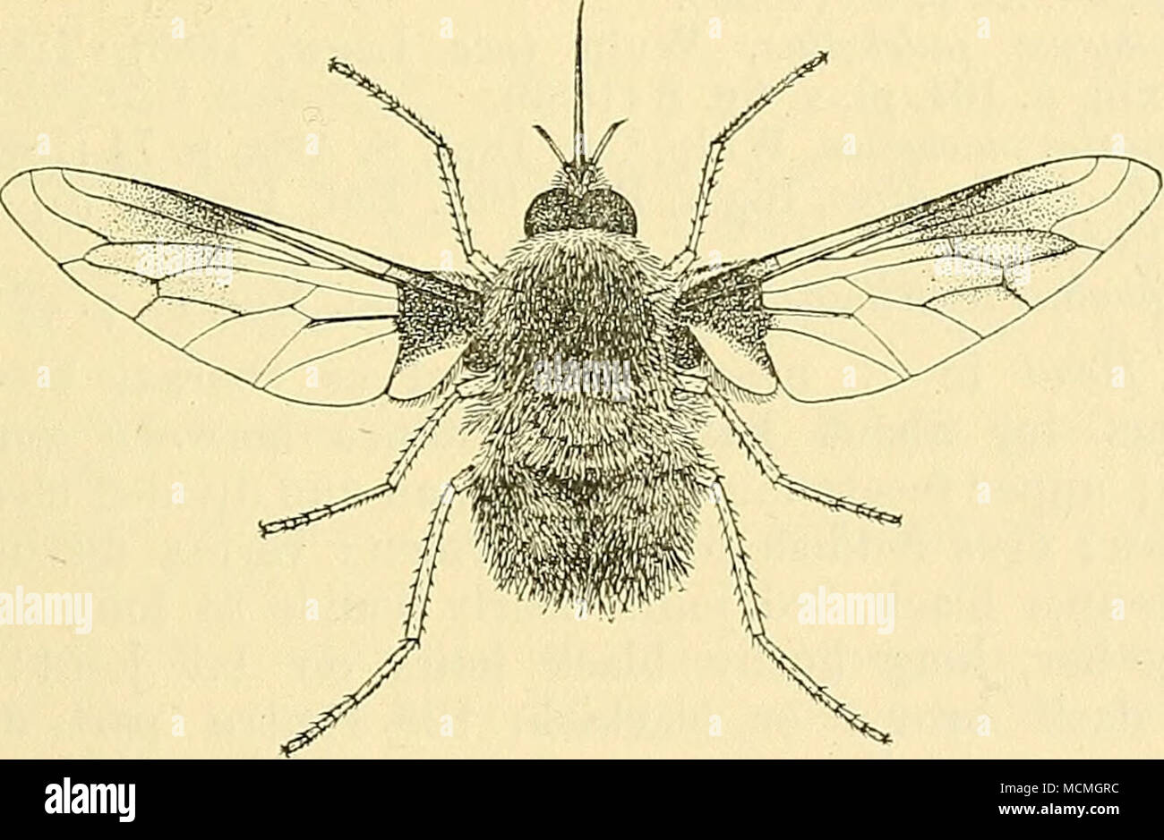 Le Frons . Fig. 14.-Bombylius orientalis, Macq. Proboscis noir, tant qu'à partir ...