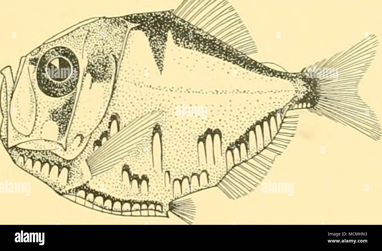 . Fig. 14. Polyipnus. laternatus (X i-|-.) Polyipnus laternatus, Garman. Garman, 1899, Mem. Mus. Comp. Zool. xs.iv, p. 238. Saint-jean 276. 5. viii. 27. 5° 54'00" N, 11° J9'oo"E. Les jeunes poissons de chalut, 150 (-0) m. : 3 spécimens, 12- 14 mm. 28. .X. 25. 13° 25' N, 18° 22' O. 4 ! Rn. net, horizontal, 900 (-0) m. : 11 spécimens, de 18 à 34 mc n^- Hab. L'Atlantique, Antilles. Distingue de P. spitiosus, Giinther, 1887, par la forme de l'après-épines temporelle, la présence de dents palatines, et l'arrangement des photophores postabdominal. Banque D'Images