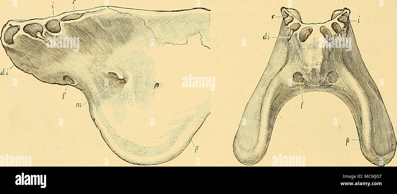 . Figure 39. .-mandibule ot Dinoceras mirahile, Marsh (No. 1251) ; vu de gauche.^ FiGDEE 40.-La même mâchoire ; vu de l'avant. c. de alveole. auterior caniue ; / foramen ; di. iucisor à feuilles caduques ; i. l'incisive de alveole ; rii. trou mentonnier ; p. processus de protection de Tusk. Les deux fiffureg sont un quart de la taille naturelle. Dans le genre Dinoceras, il y a trois incisives, et une petite incisiform sur chaque côté canin formant une série continue à l'avant de l'extrémité de la mâchoire inférieure. Ce sont toutes de taille moyenne, et bien incliné vers l'avant, comme dans le mammifères ruminants. Derrière cette série, et l'im Banque D'Images