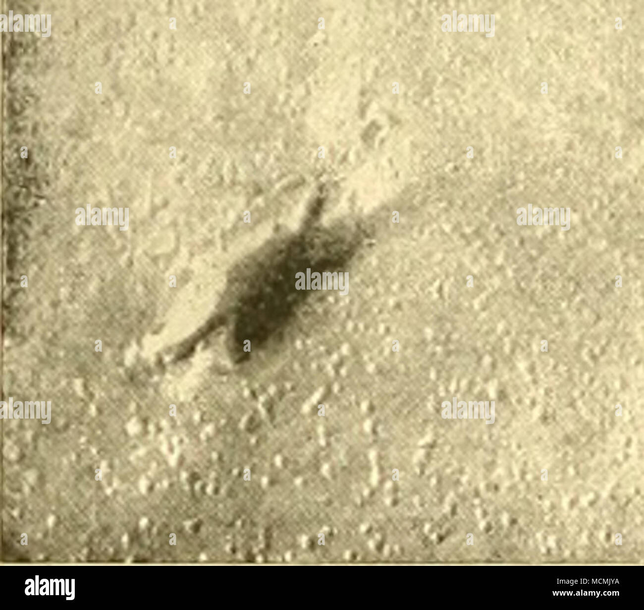 . Fin. 2. la dalle de grès de la rivière Connecticut : permettre aux empreintes de deux dinosaures sur une surface marquée par goutte d'impressions. Un dixième de la taille naturelle. Trias. Le Massachusetts. Lorsque les empreintes dans le Connecticut d'abord attiré l'attention de grès, en 1835, plusieurs de ces impressions si étroitement ressemblé à celles faites par les oiseaux qu'ils étaient de la première attribuée à cette classe, et pendant de nombreuses années, il n'était pas sérieusement contesté que les trois doigts d'impressions, même les plus gigantesques, étaient vraiment le pied- imprime d'oiseaux. La littérature sur ce sujet est très vaste, mais sa valeur Banque D'Images