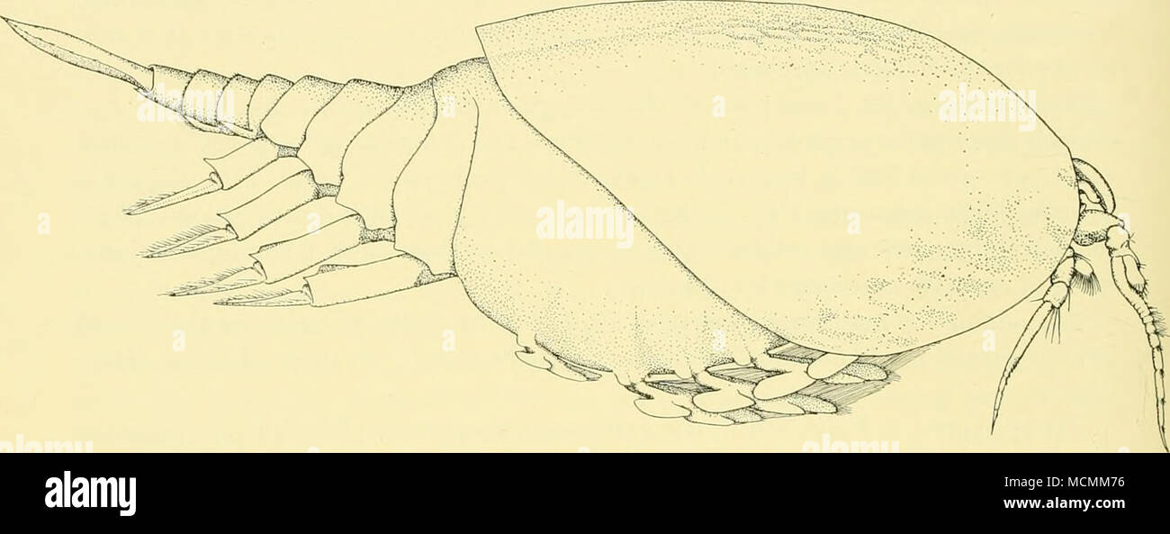 . Fig. I. Nebaliopsis iypica. Vue de côté. trunk branches. Cette série peut être comparé avec les chiffres correspondants de Nebalia que j'ai déjà publié (1927, p. 361, texte-fig. 4). Les antennules, antennes et mandibules ont été décrits de manière suffisamment détaillée par Thiele (1904) et je n'ai rien à ajouter à ce que j'ai déjà décrit. La maxillule, en tant que membres de Thiele (1904, p. 21), est de deux, l'on palpe réduit à un petit moignon. Ce n'est pas, cependant, que dans l'émoussé Thiele figure (PI. 3, fig. 48) mais se termine en une colonne vertébrale à plumes environ aussi longtemps que les palpes labiaux lui-même (Fig. 3 Banque D'Images