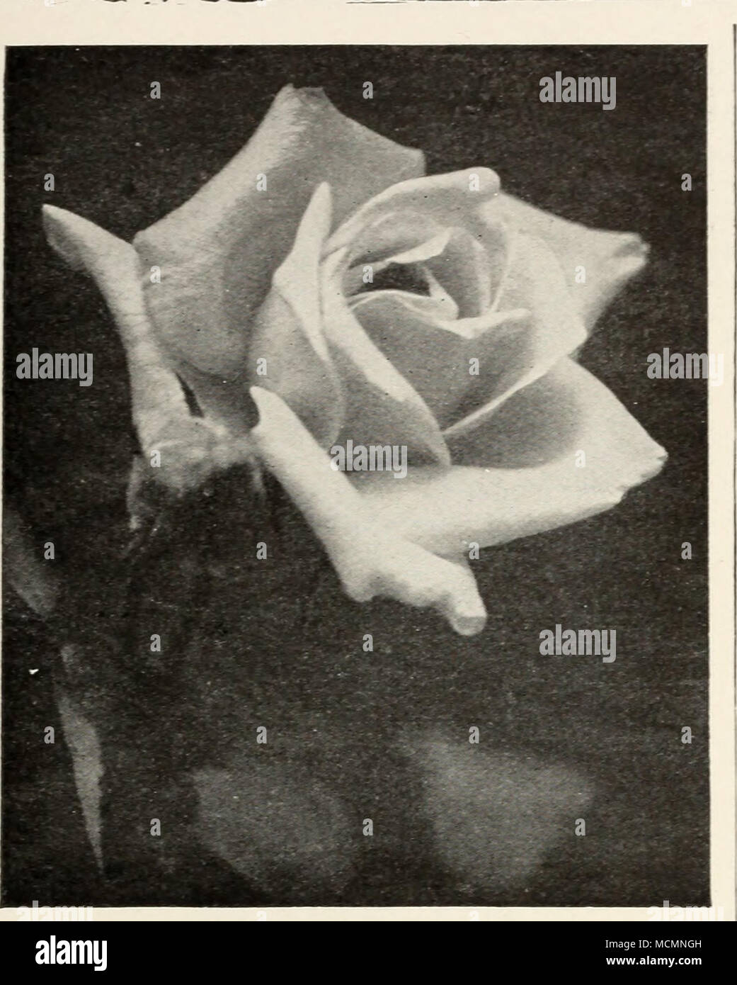 Betty Rose White Dorothy Une Escalade Blanc Rose De Charme