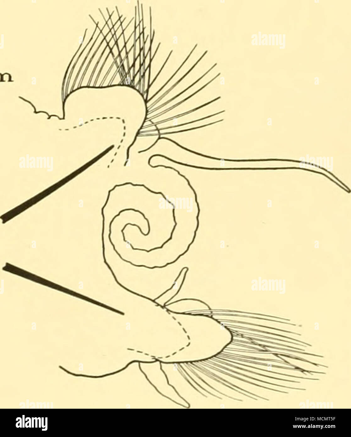 . Une Fig. 40. Nephthys lyrochaeta. a. Quinzième pied. b. Trente-cinquième pied. 15 Banque D'Images