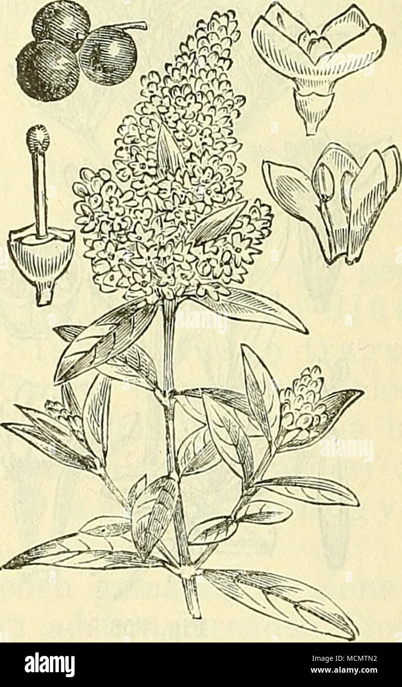 . Fig. 360,, Olea europaea. Ölbaum. Mit zwei und der Blüten, Steinfrucht, dieselbe geöffnet und der Stein im Längsschnitt. Fig. 361. Ligustrum vulgare. Gfe. Aufgespalteter Hechts mit ganzer und Blüte liens, mit Stempel und Beeren. Banque D'Images