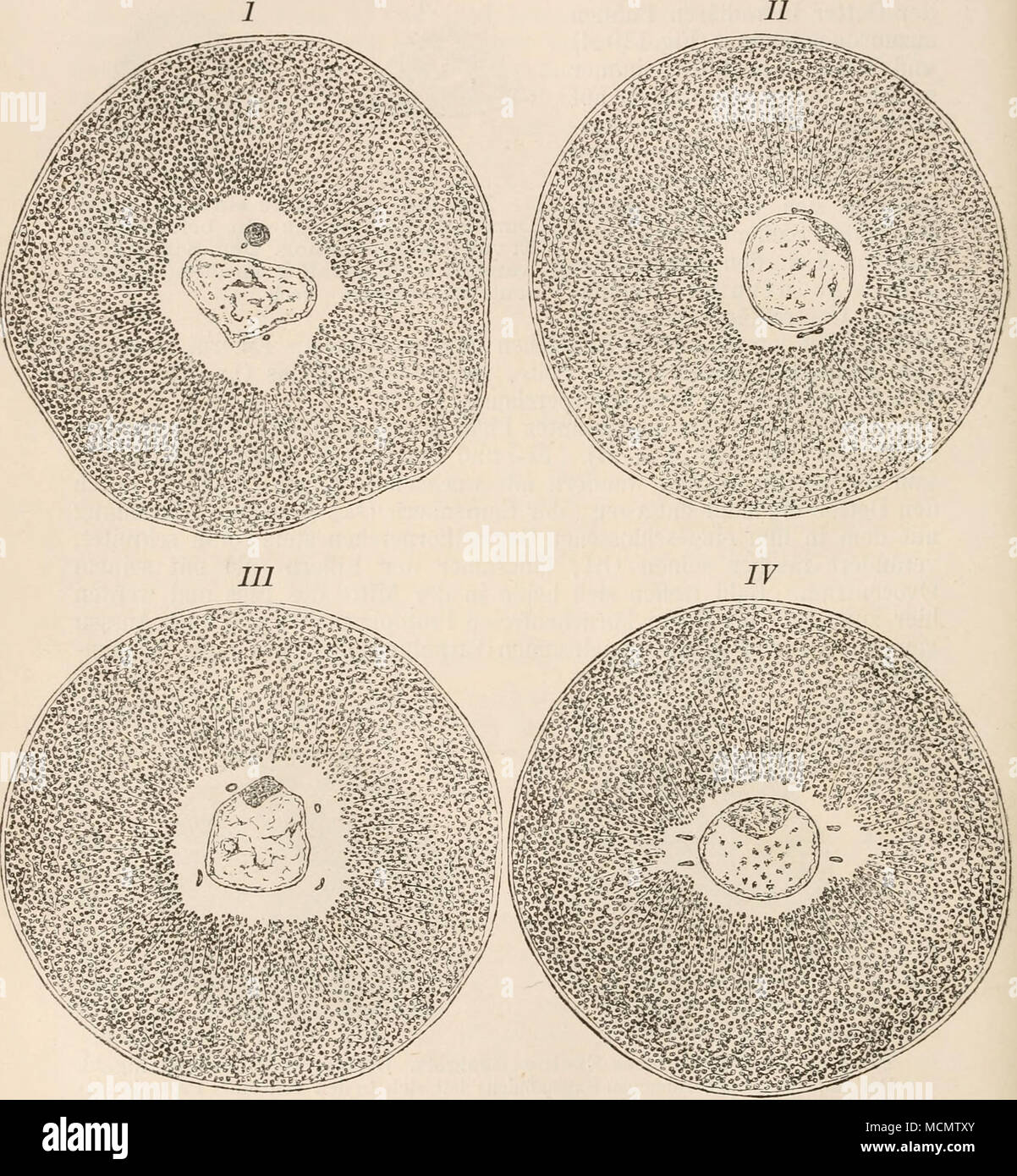 . Fig. 141. Die "Quadrille des centres" nach Fol. (VII. 14.) Der Vereinigung von Samenkern ae- und folgt die- Verschmel derCentralkörperchen zung (Fig. 1411) bald auf dem fusse nach. Banque D'Images