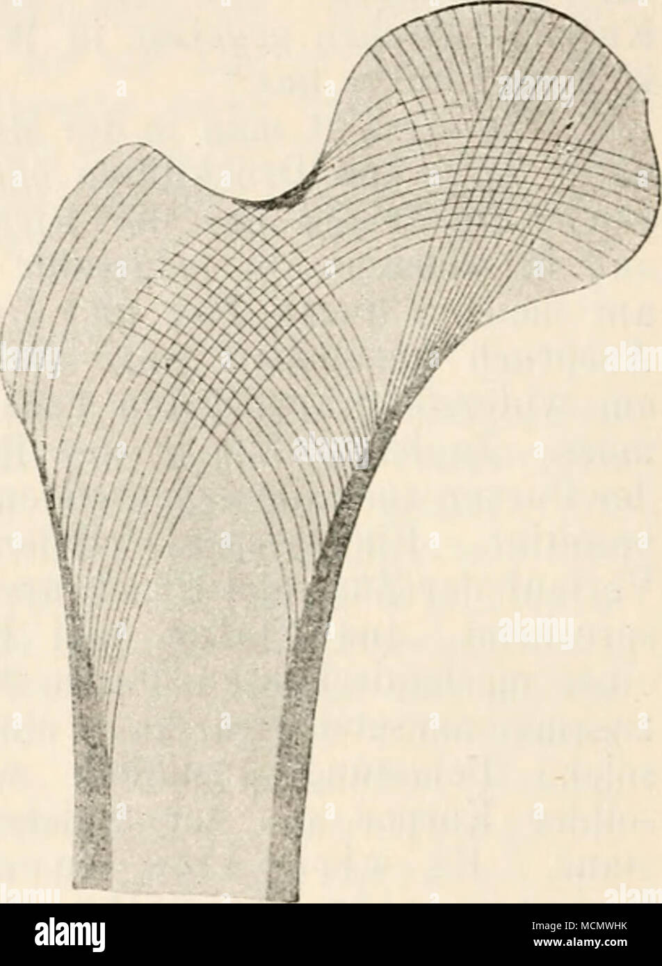 . Fig. 43. Fipr. 44. Fig. 43. Schnitt (Fournirblatt) durch das obere Ende des Pemur noch nicht von ausgewachsenen (15jährigen) Individuums männlichen. Plmtiigrapliische Abhildunt^ : nach J. Wulff. Fig. 44. Sehematisirte figure der Architektur des oberen fémur- l'endes. Nach H. C. Meyer (1867). der beiden Seiten, wo sie in Ihrem Verlaufe rechtem einander schneiden, unter Winkel. Die zwischen ihnen gelegenen, von Knochen rothem- mark ausgefüllten Räume sind daher mehr oder quadratisch minder. Mit den Augen des ingénieurs betrachtet stellen, die von der , Druckbälkchen oder Druck- dans die en s Banque D'Images
