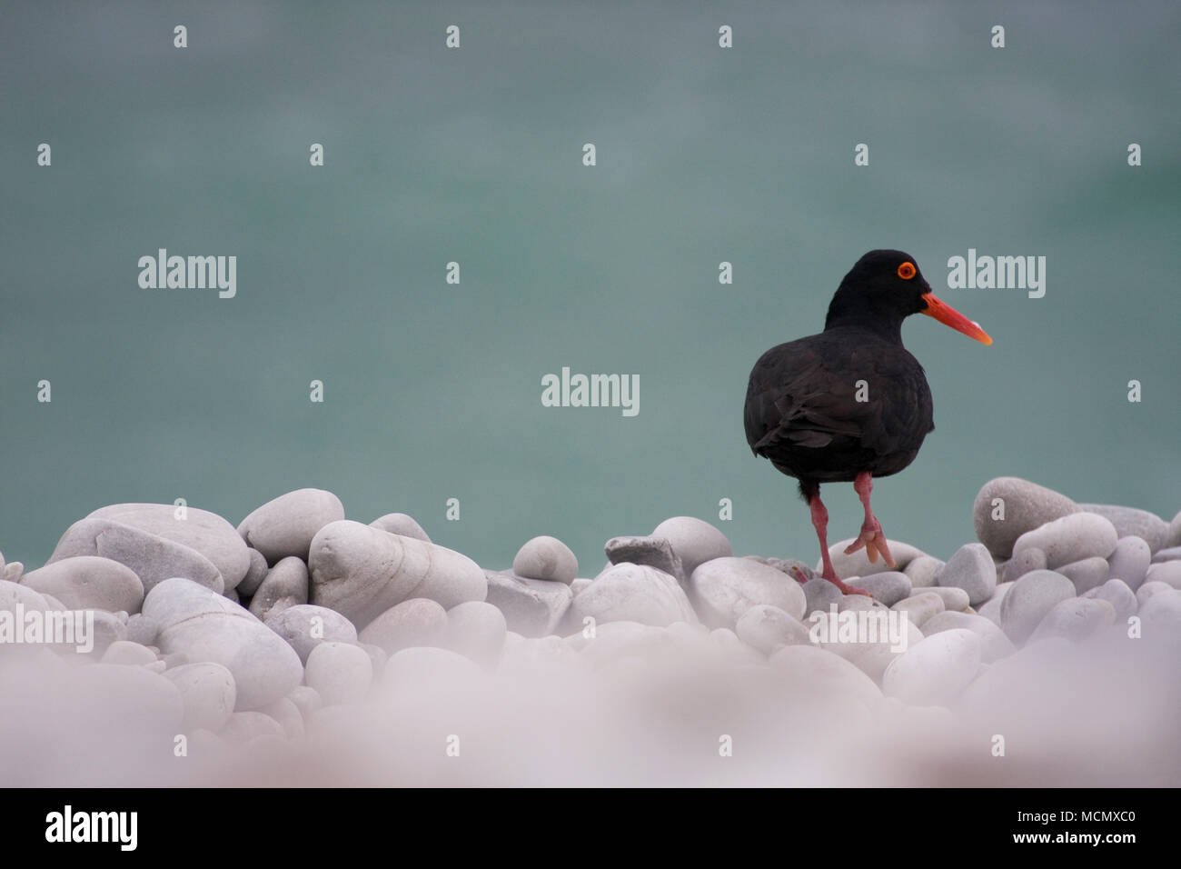 Oyster catcher, le cap Agulhas, Western Cape, Afrique du Sud Banque D'Images