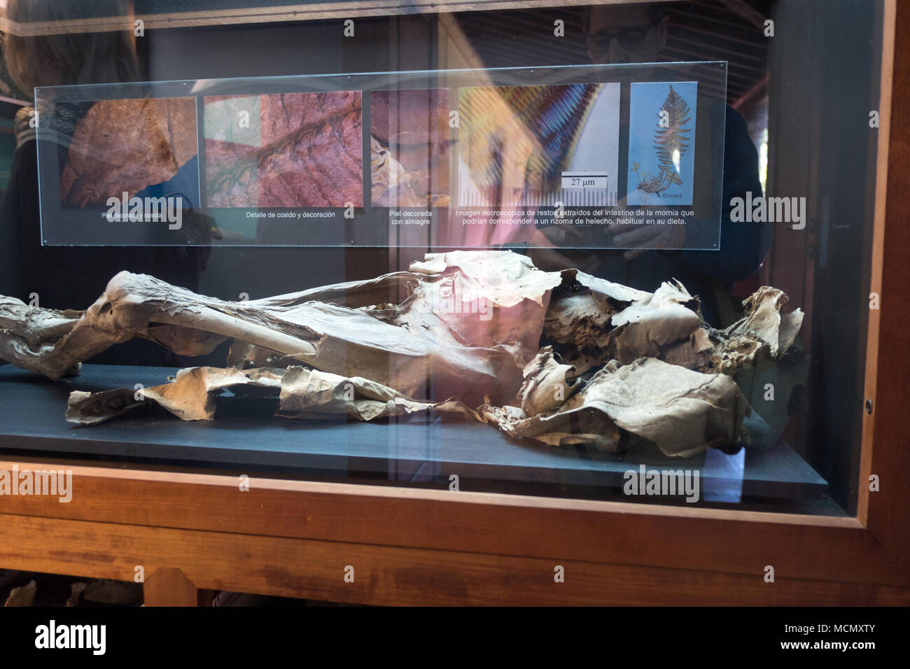 Les restes humains momifiés au Musée d'Ethnographie à l'Instituto de Canarias museum, La Laguna, Tenerife. Banque D'Images