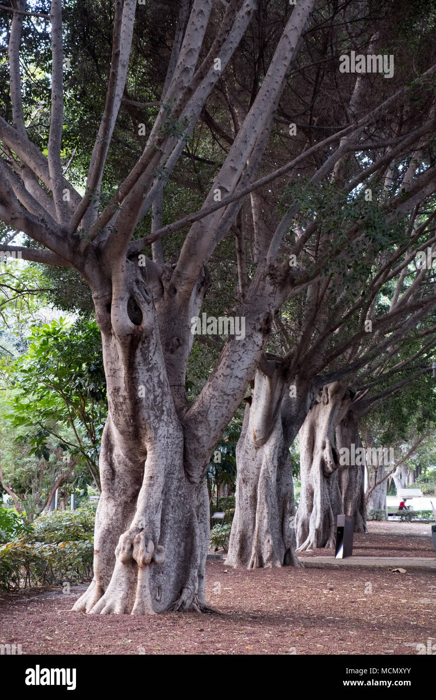 Santa Cruz de Tenerife ; Ficus macrophylla arbres dans la Garcia Sanabria park et jardins. Banque D'Images