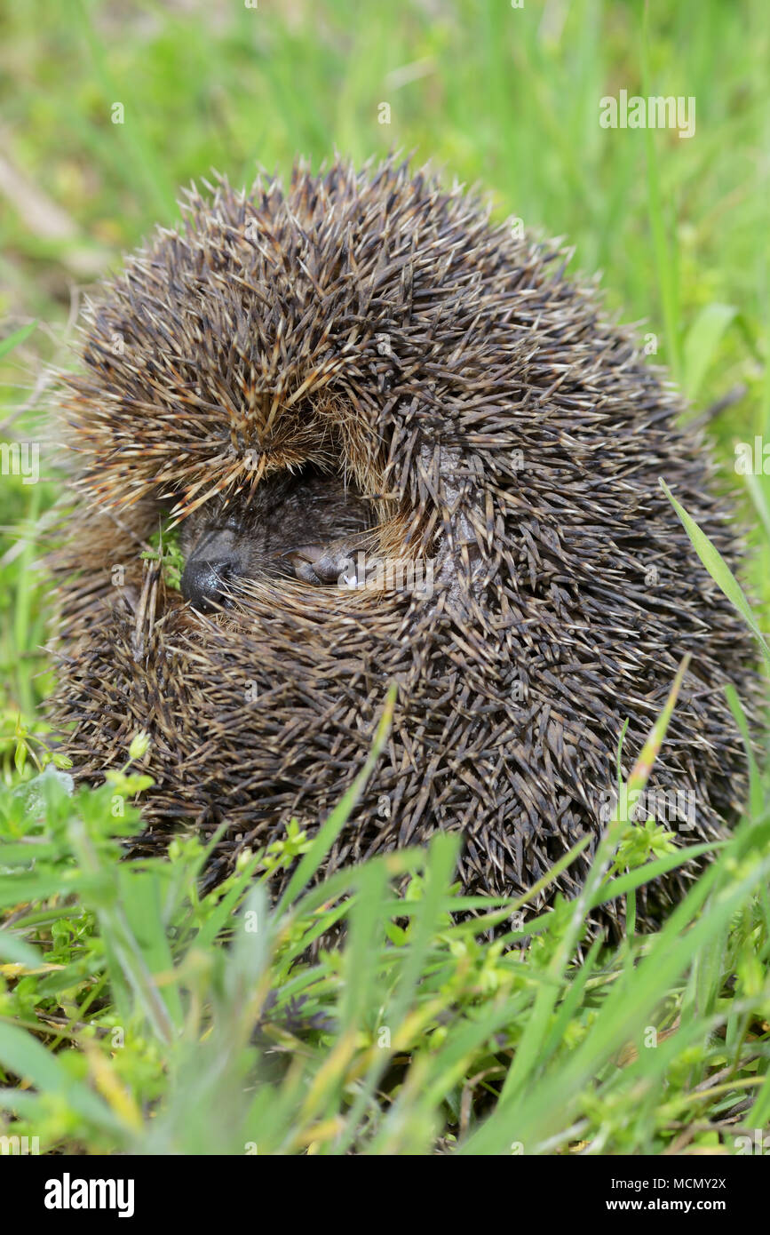 Jeune européen hedgehog in grass Banque D'Images