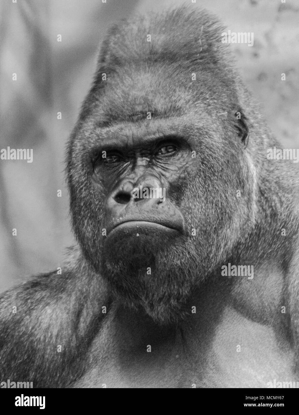 Photo noir et blanc de te visage d'un gorille de plaine de l'ouest (Gorilla gorilla gorilla) à la grave à vous Banque D'Images