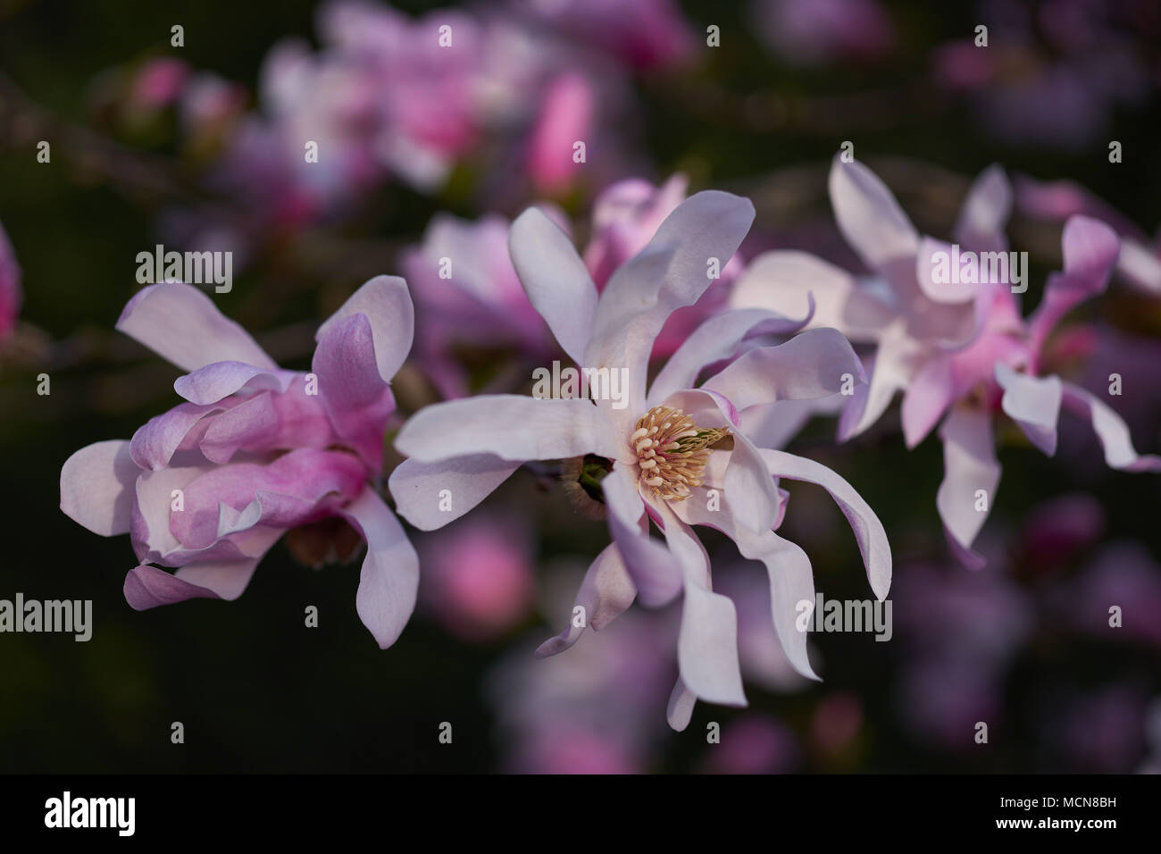 Douce Rose Fleurs Magnolia Reve Contre Le Ciel Bleu Magnolia Loebneri Leonard Messel Fleurs Roses Close Up Photo Stock Alamy