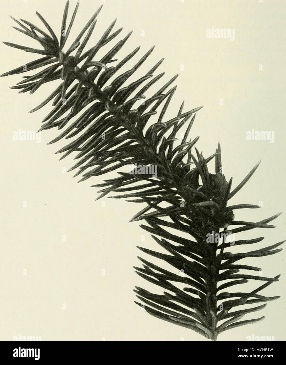 . Fig. 42. Picea pungens Engelm. zelnen Züchtern noch besondere, zueignende Personennamen in-8, z. B. Fürst Bismarck, König Albert. Picea pungens Kosteri Hort, Holl., prächtig blau, langnadelig. ., ., Aurea Hort. Niem., mit schönen, goldgelben Nadeln. Banque D'Images